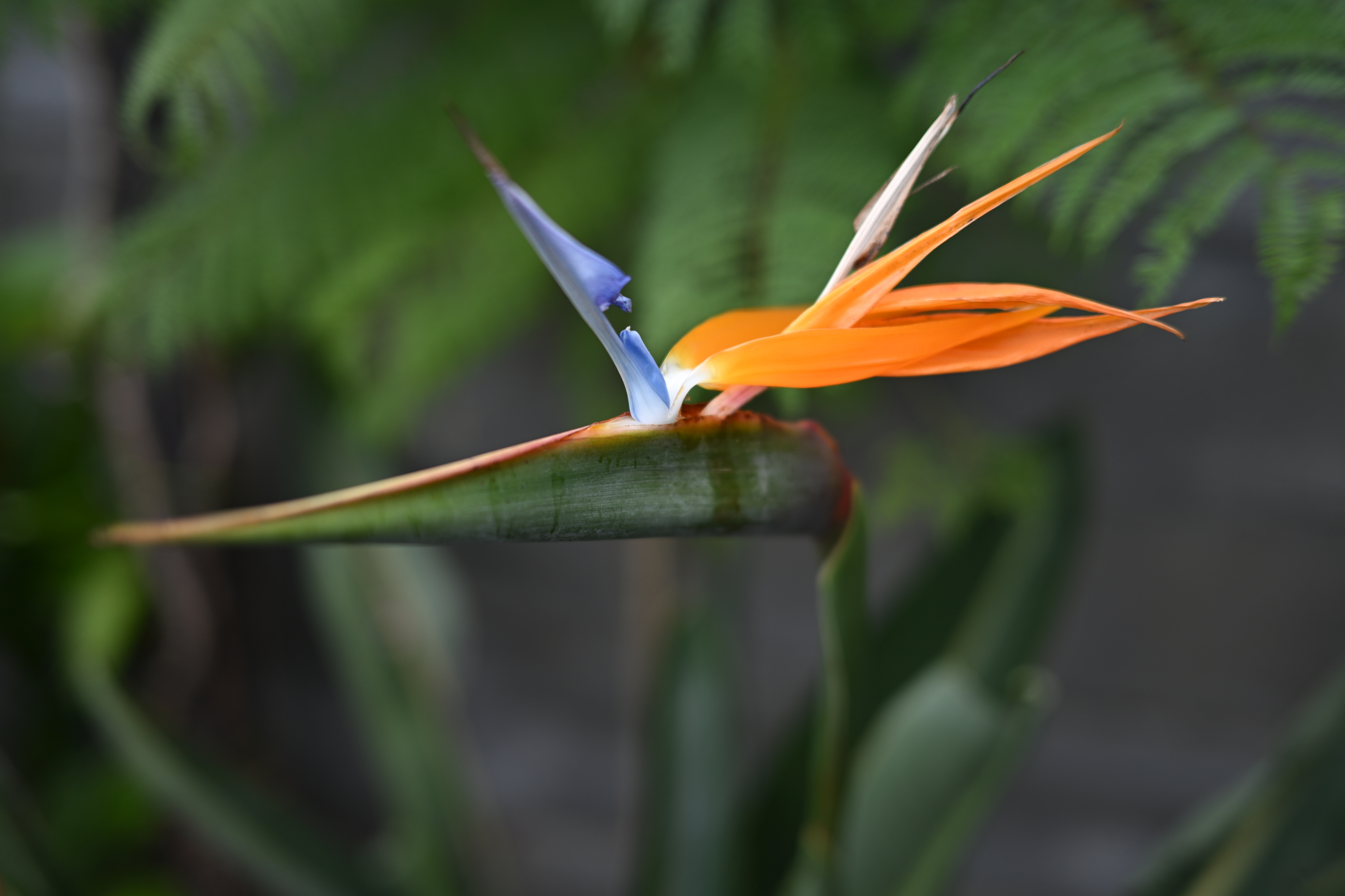 Z f／NIKKOR Z 40mm f/2（SE）／絞り優先AE（1/400秒、F2.0、±0.0EV）／ISO 100