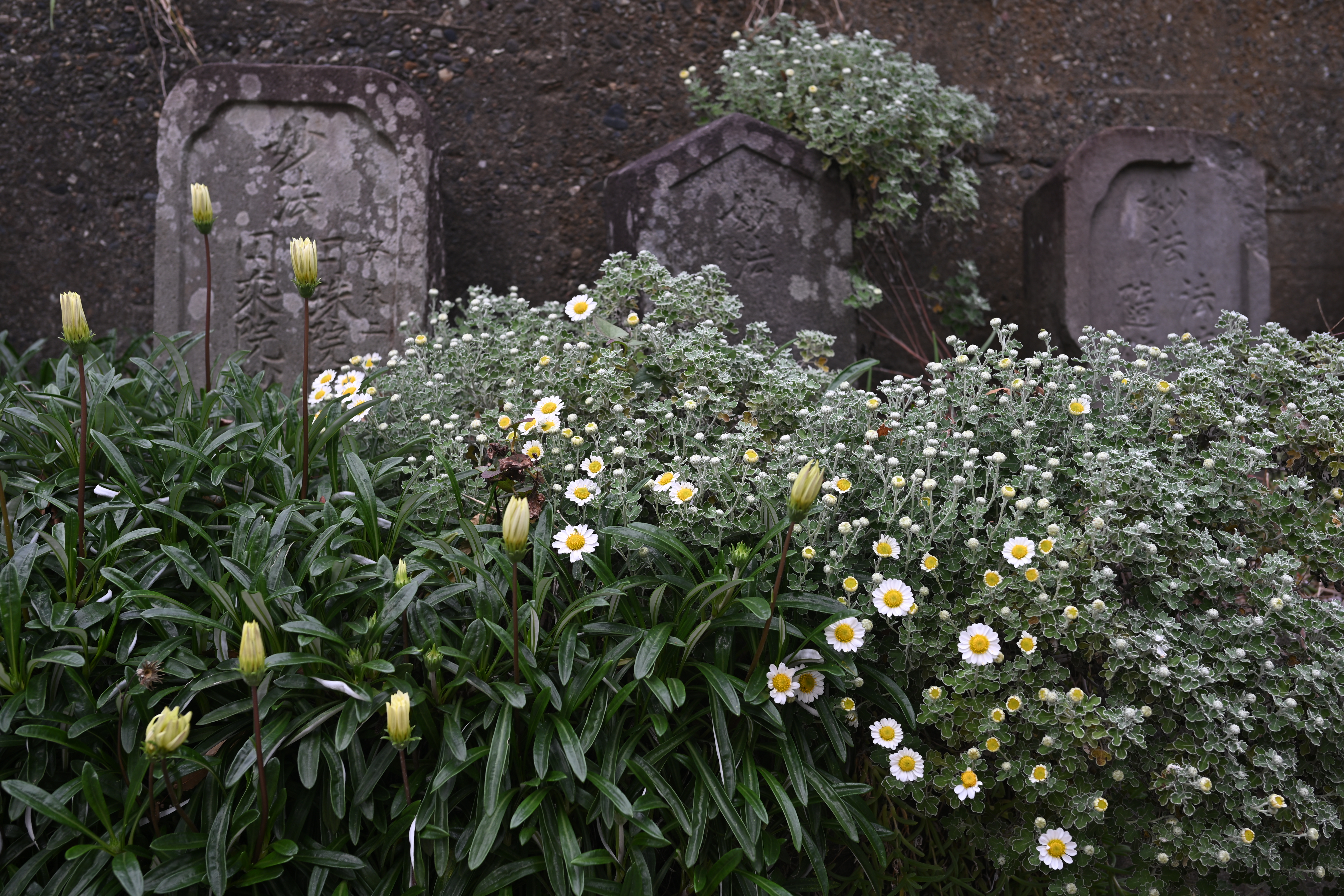 Z f／NIKKOR Z 40mm f/2（SE）／絞り優先AE（1/100秒、F5.6、−0.3EV）／ISO 100