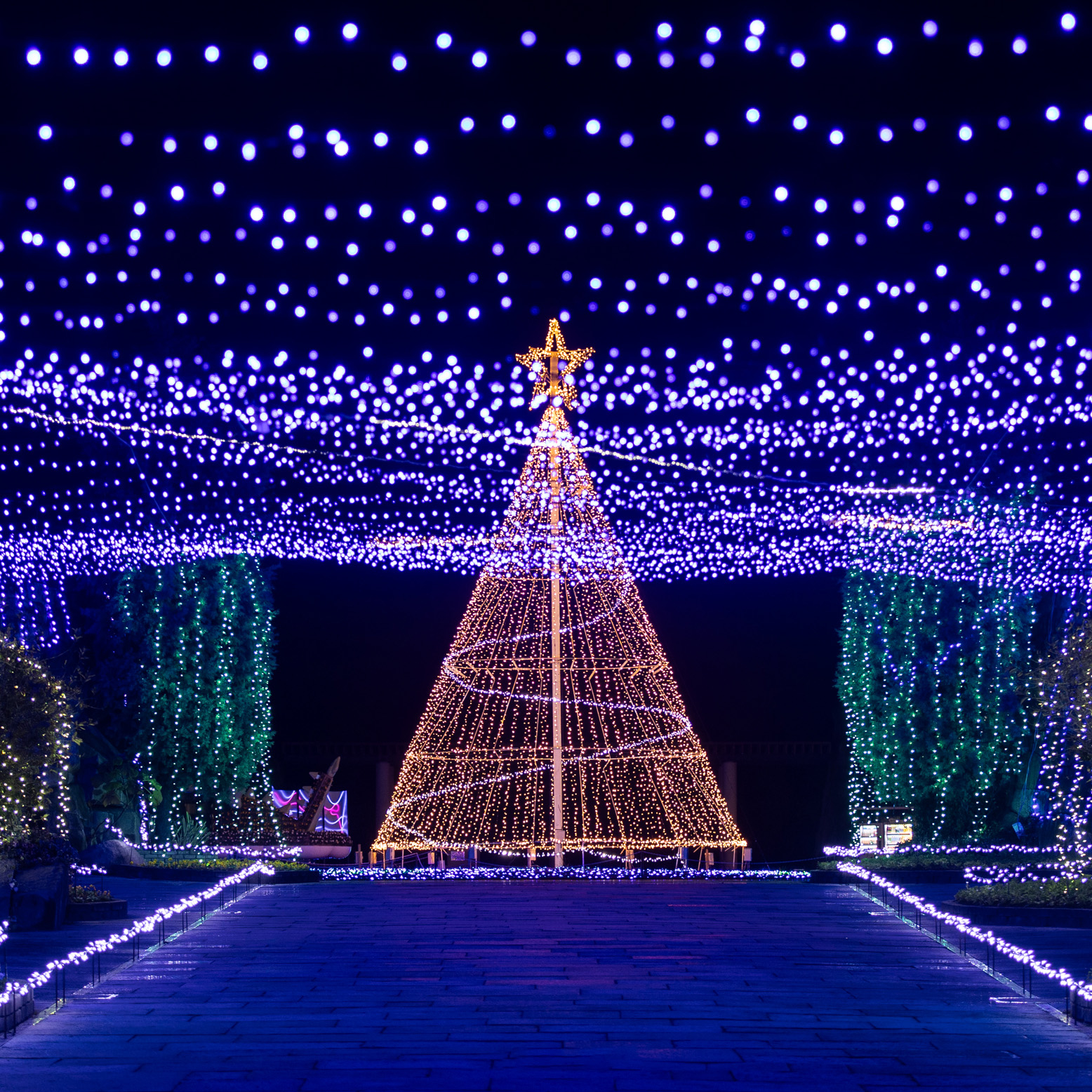 シンボルツリー