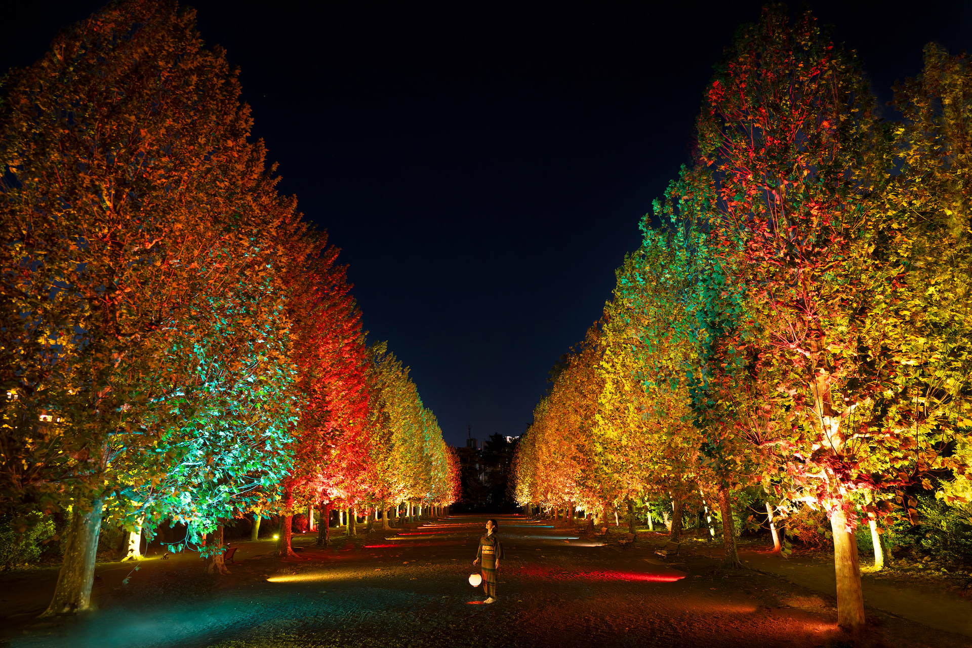 全長約200mのプラタナス並木