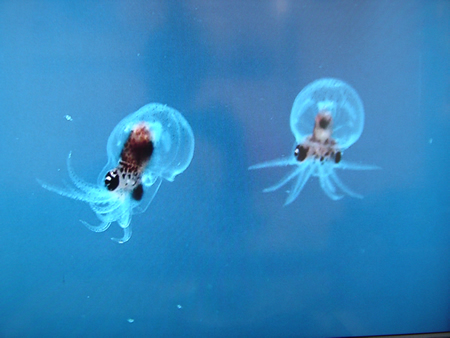 ミズダコの赤ちゃん（これまでの越前松島水族館での展示より）