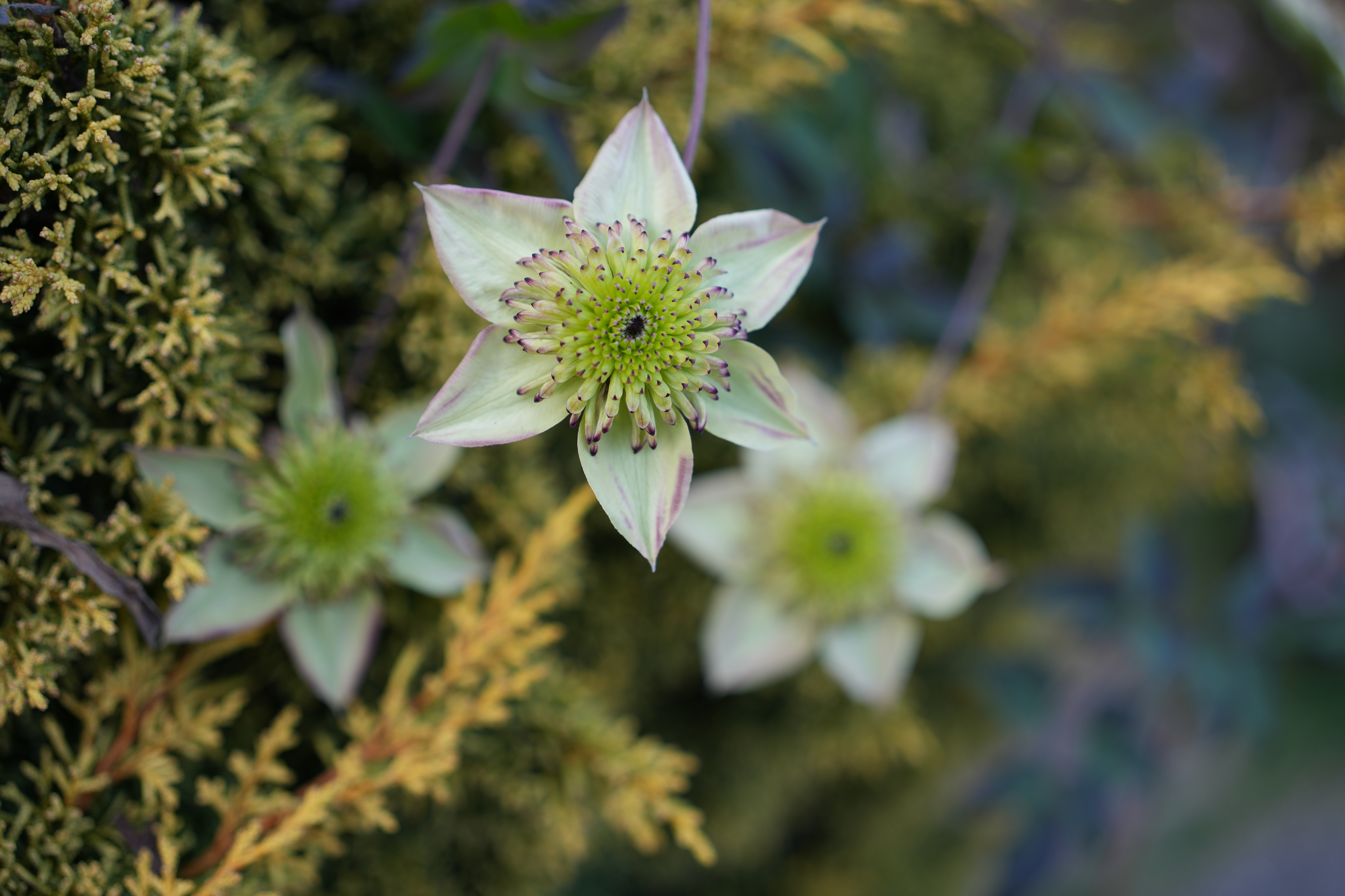 α7 IV／FE 40mm F2.5 G／絞り優先AE（1/160秒、F2.8、±0.0EV）／ISO 100