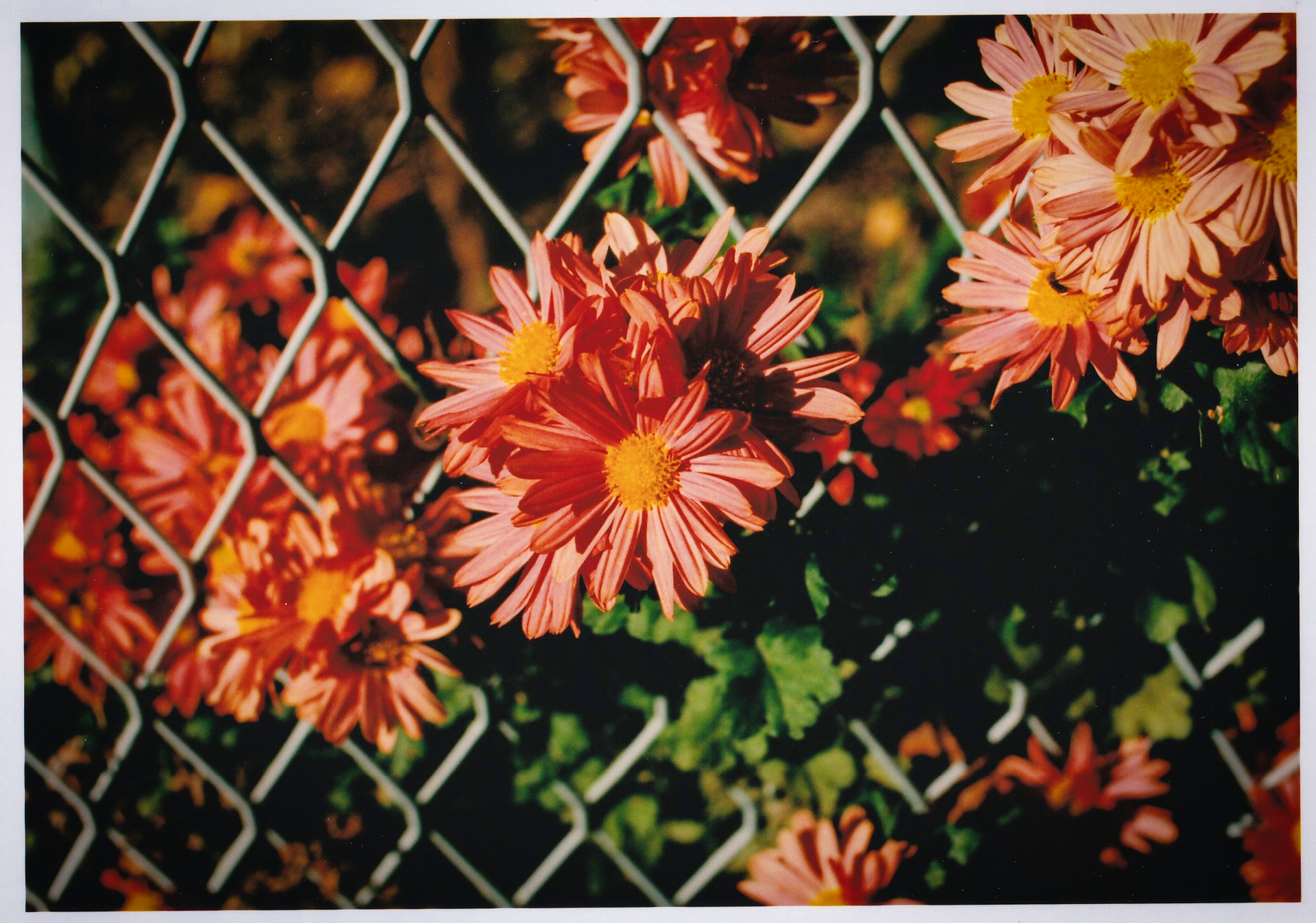 風に揺れる花でも、露光の瞬間が見えるわけですから、なんとなくですが成功したのか失敗したのかわかるわけです。デジタルカメラならすぐに確認できますが、フィルムは現像しなければわかりません<br>EOS RT／シグマ50mm F1.4 EX DG HSM／絞り優先AE（F2.8・1/2,000秒）／フジカラーSUPERIA X-TRA 400