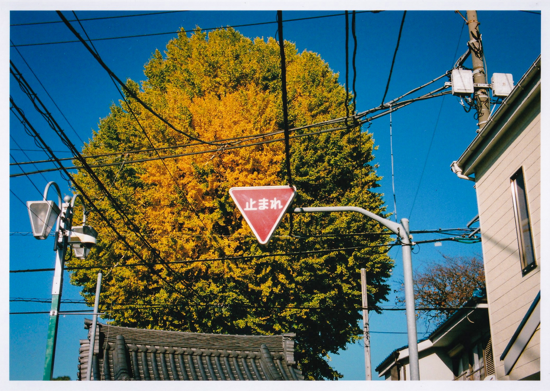 カラーネガフィルム撮影でキヤノンEOSを使用した経験は少ないのです。レンズもEOS黎明期の標準ズームです。ユルいですが、そんなに気にならないですね<br>EOS-1N RS／EF35-70mm F3.5-4.5／絞り優先AE（35mm・F8・1/1,000秒）／フジカラーSUPERIA X-TRA 400