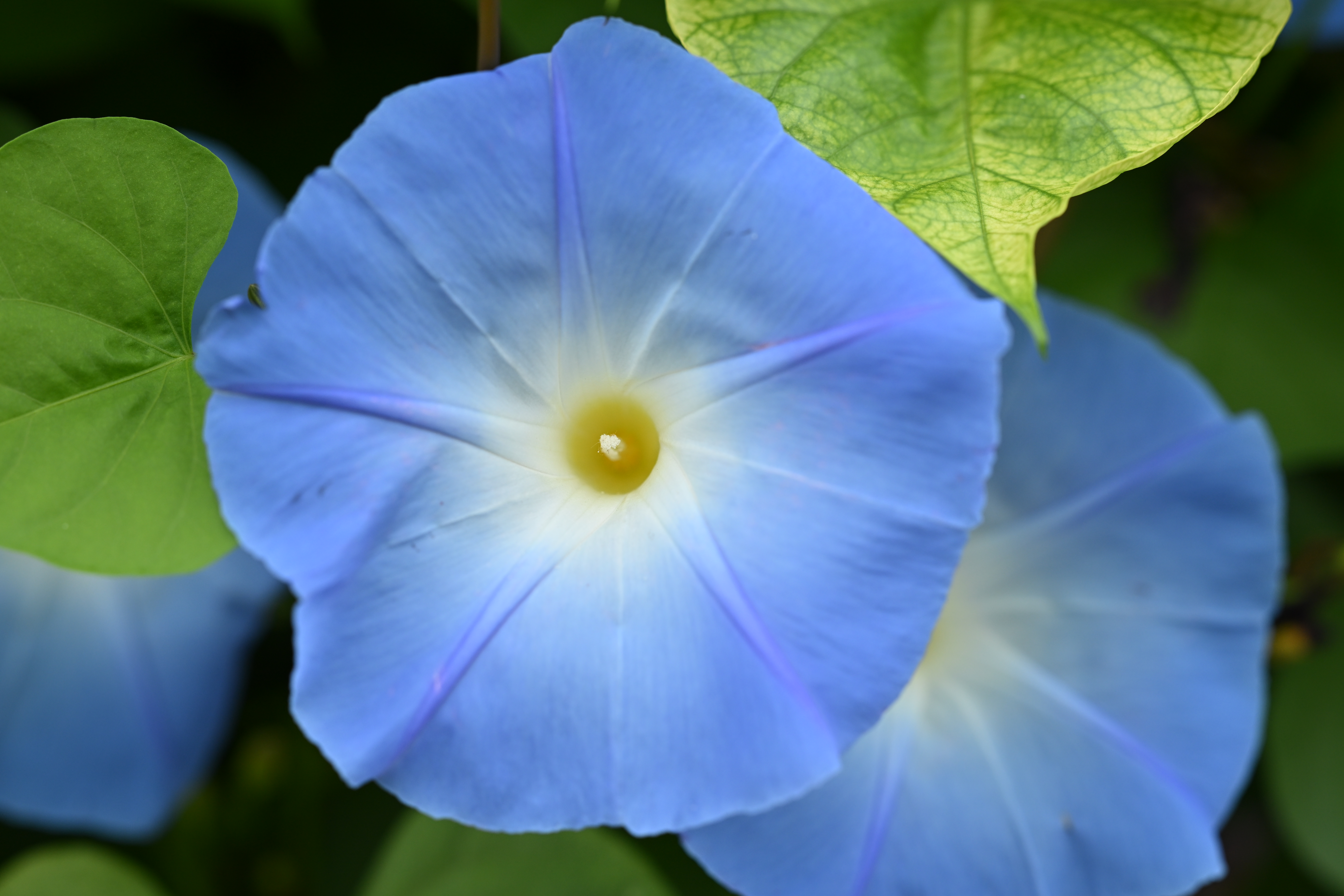 Z 8／NIKKOR Z 135mm f/1.8 S Plena／絞り優先AE（1/160秒、F4.0、＋0.3EV）／ISO 400