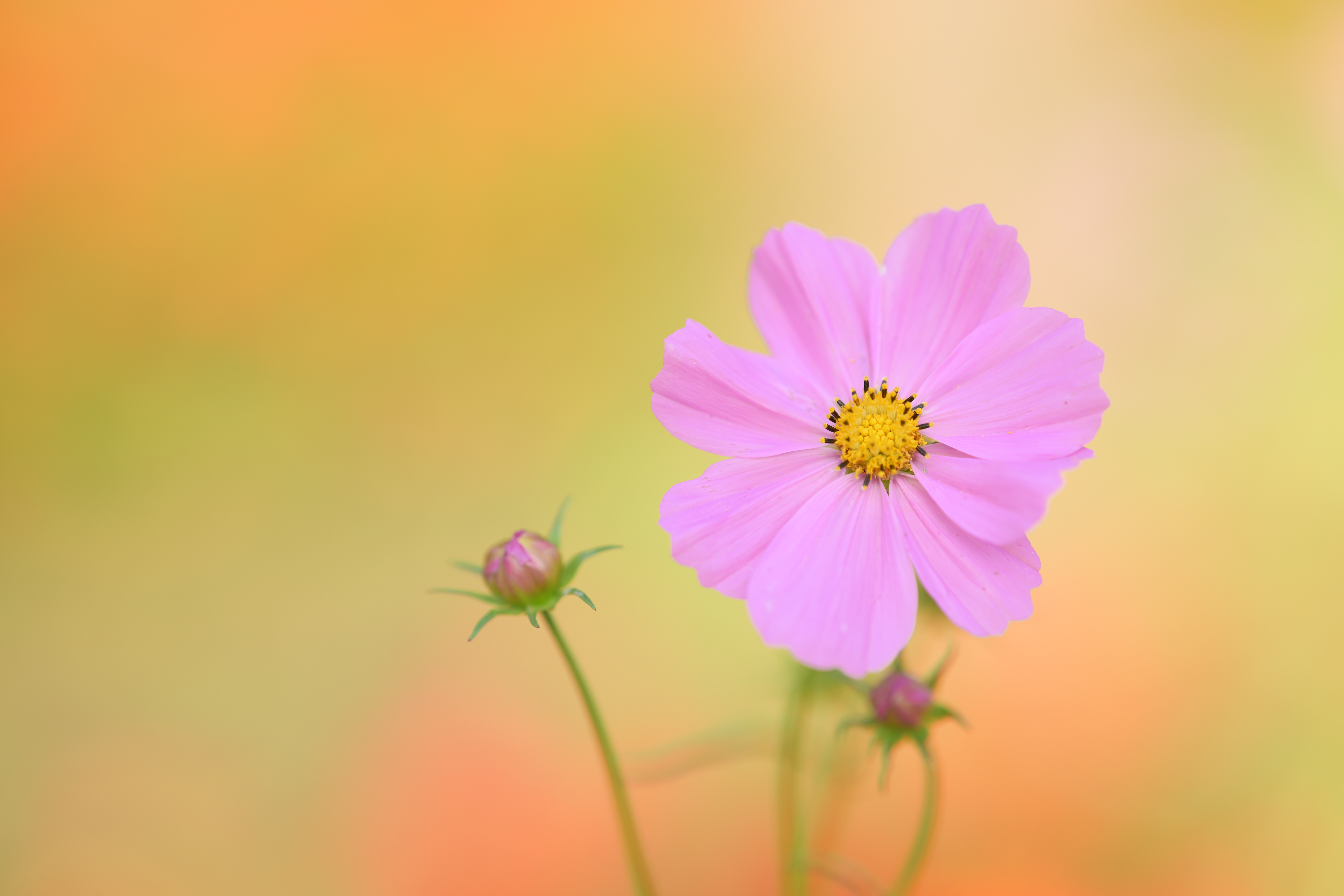 Z 8／NIKKOR Z 135mm f/1.8 S Plena／絞り優先AE（1/1,600秒、F1.8、＋0.7EV）／ISO 100