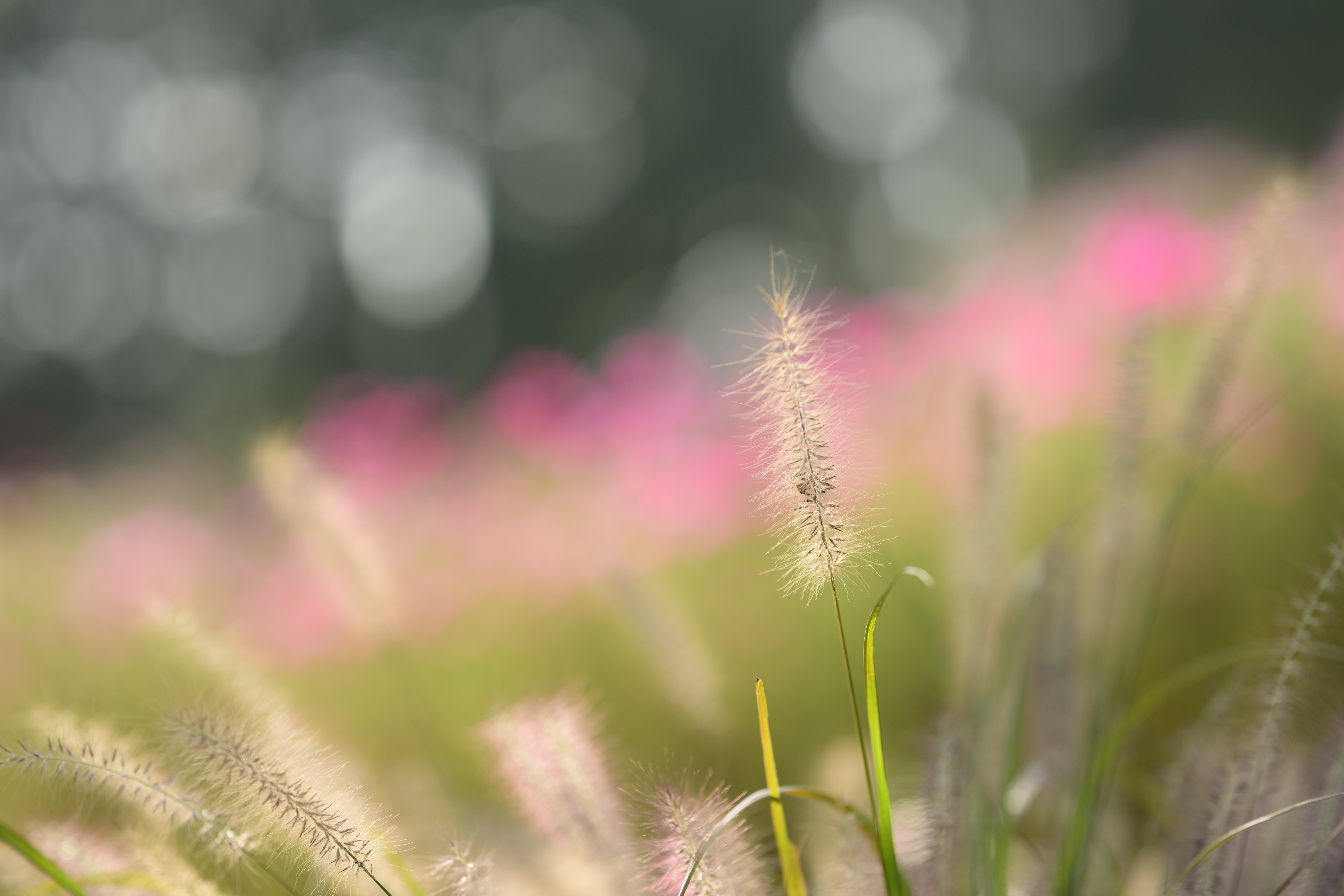 Z 8／NIKKOR Z 135mm f/1.8 S Plena／絞り優先AE（1/1,600秒、F1.8、＋0.7EV）／ISO 100