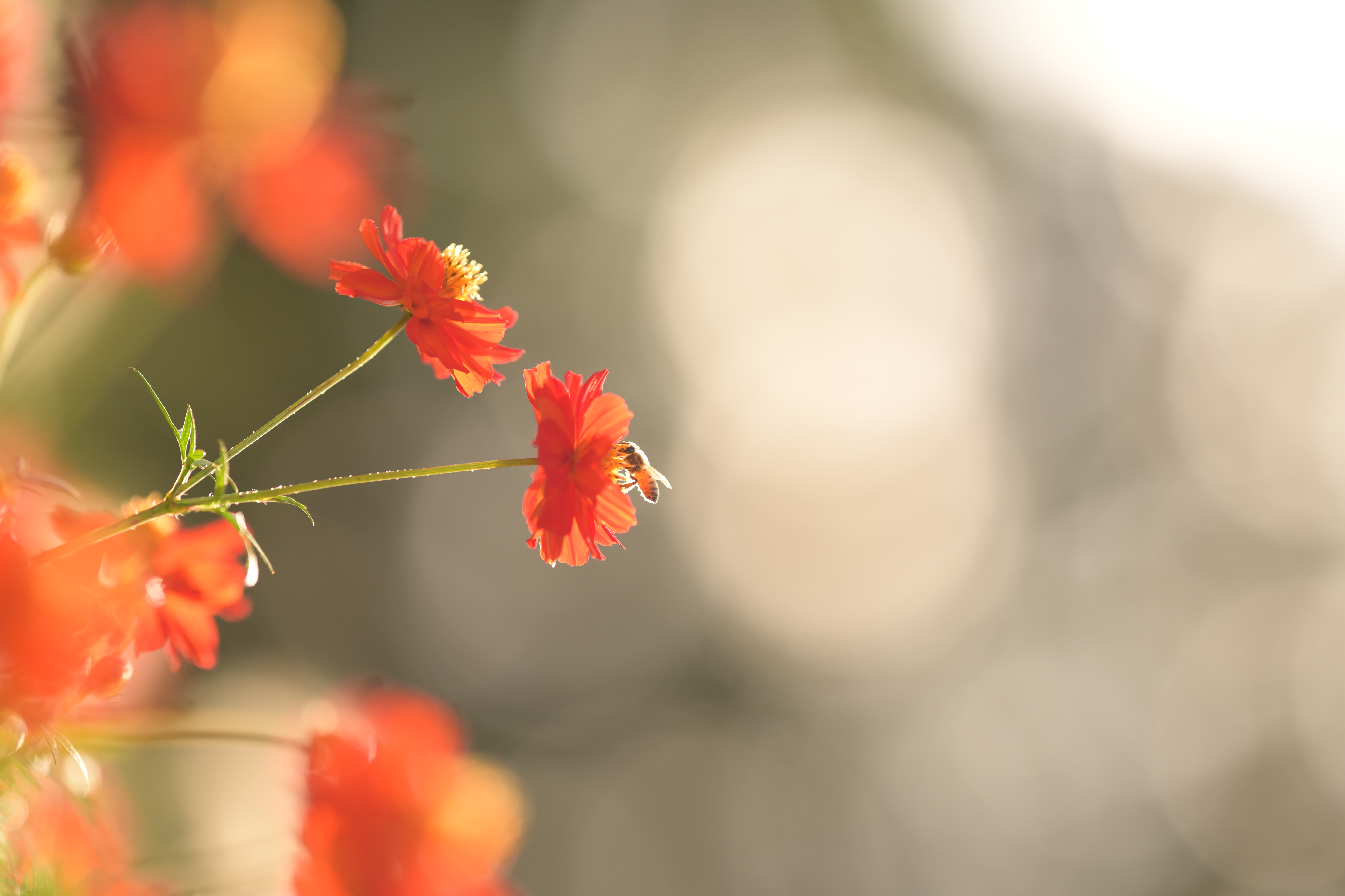 Z 8／NIKKOR Z 135mm f/1.8 S Plena／絞り優先AE（1/1,250秒、F1.8、＋1.0EV）／ISO 100