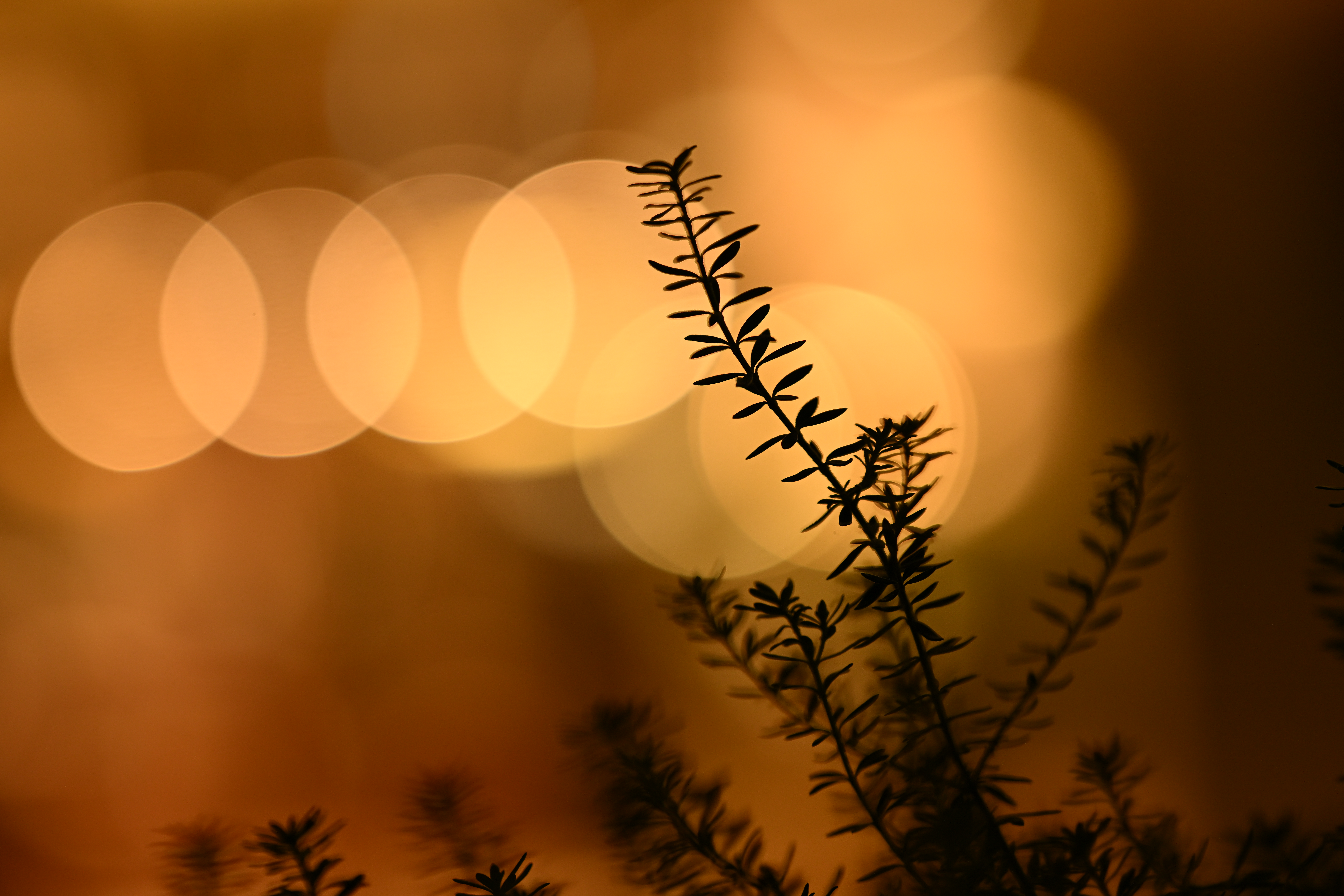 Z 8／NIKKOR Z 135mm f/1.8 S Plena／絞り優先AE（1/160秒、F1.8、±0.0EV）／ISO 500