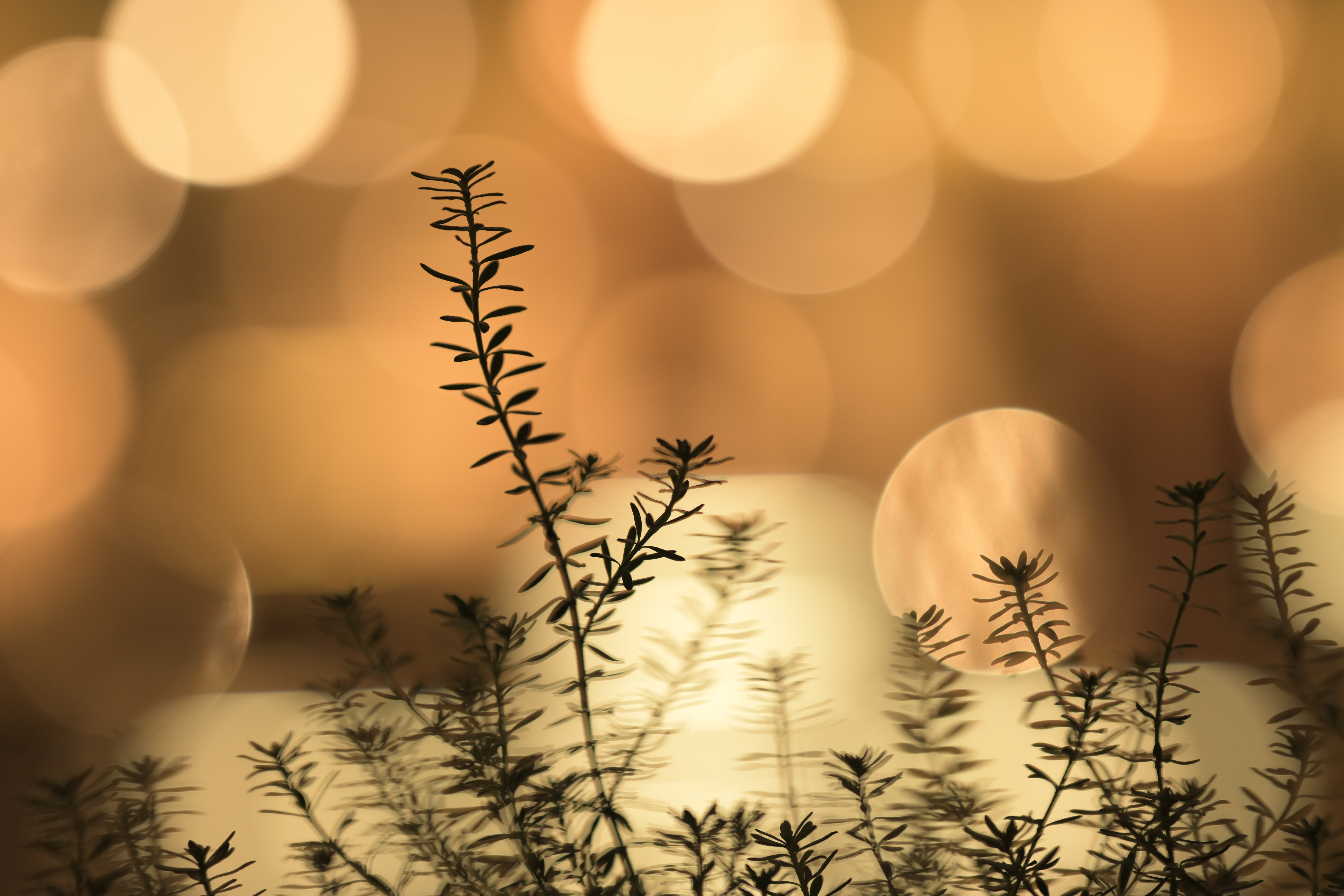 Z 8／NIKKOR Z 135mm f/1.8 S Plena／絞り優先AE（1/160秒、F1.8、＋0.7EV）／ISO 720