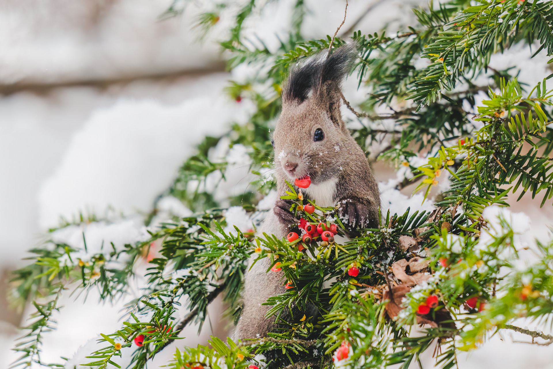 まっ赤なオンコの実を食べる“きねずみ”ことエゾリス。鈴なりになった実を食べる姿を撮るときは、撮影をする側にとっても長期戦。重い超望遠単焦点レンズは手持ちせずに機動性の高い三脚に装着して撮影したい<br><span class="fnt-85">ソニー α7R Ⅴ／FE 400mm F2.8 GM OSS／400mm／マニュアル露出（F2.8、1/1,250秒）／ISO 800／WB：オート</span>