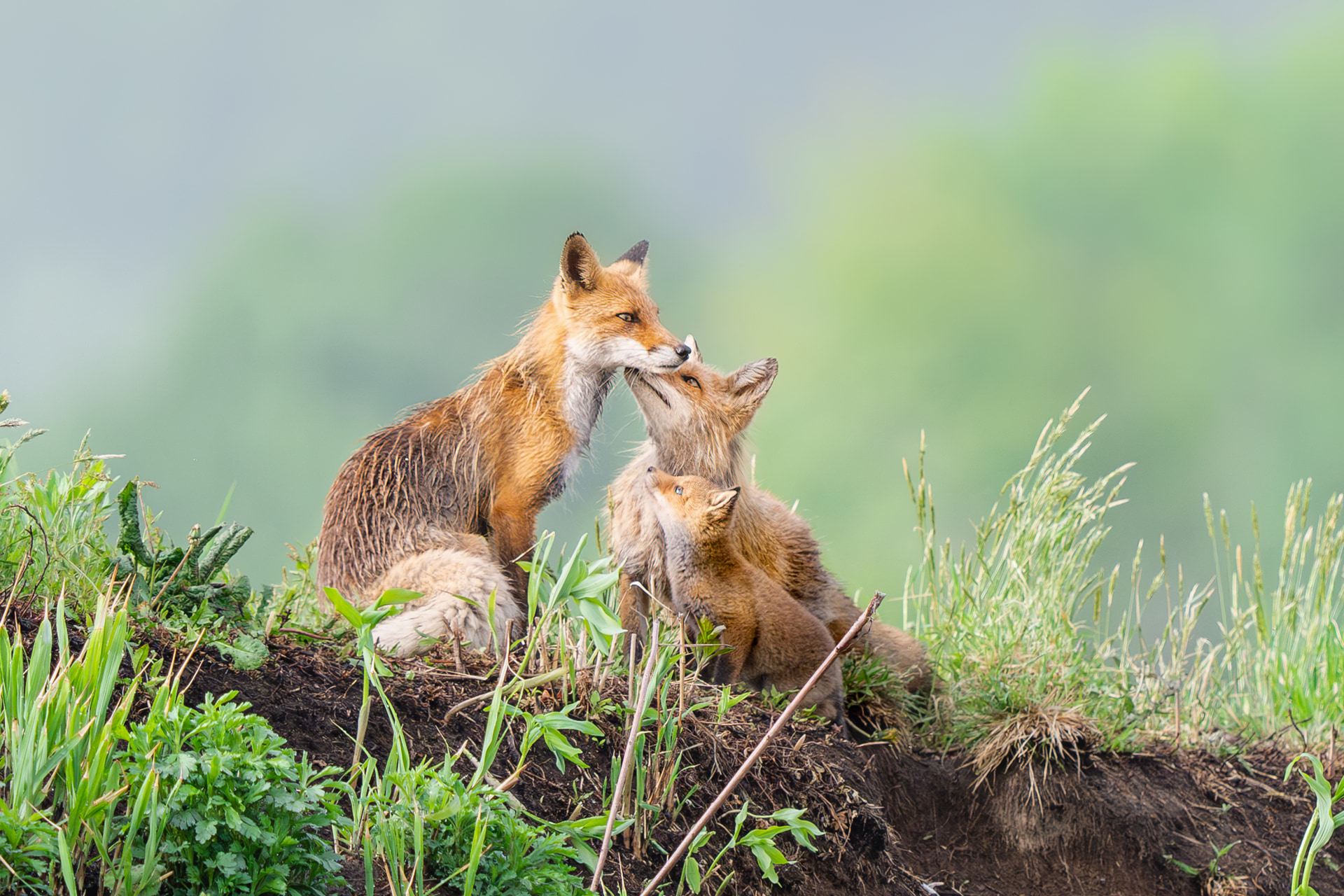 朝のパトロールから帰ってきた父さんぎつね（左）と母子（右）。このようなシーンをじっと待って超望遠単焦点レンズで撮影するには、手持ちではなく頑丈な三脚と雲台に備え付けてじっくり待ちたいものだ<br><span class="fnt-85">ソニー α7R Ⅴ／FE 400mm F2.8 GM OSS／400mm／マニュアル露出（F4、1/1,250秒）／ISO 250／WB：オート</span>