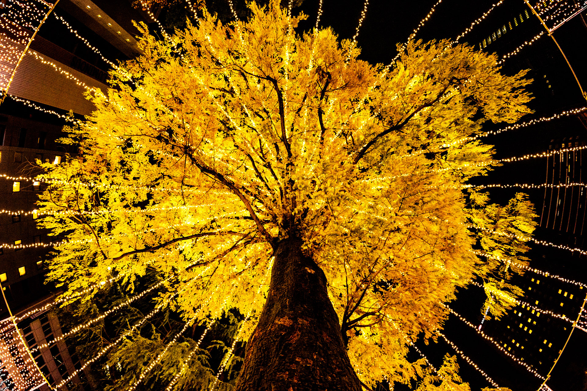 EOS R6／TTArtisan 11mm F2.8 Fisheye／11mm／マニュアル露出（1/80秒）／ISO 1250／WB：マニュアル	https://ganref.jp/m/tumeba/portfolios/photo_detail/5028679