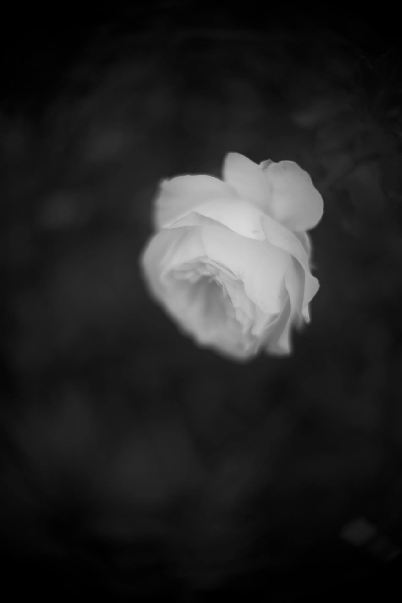 Z f／NOKTON D23mm F1.2 Aspherical／絞り優先AE（F1.2・1/800秒・-0.3EV）／ISO 100／FXフォーマット撮影／ピクチャーコントロール：［DM］ディープトーンモノクローム＋フィルター効果Green