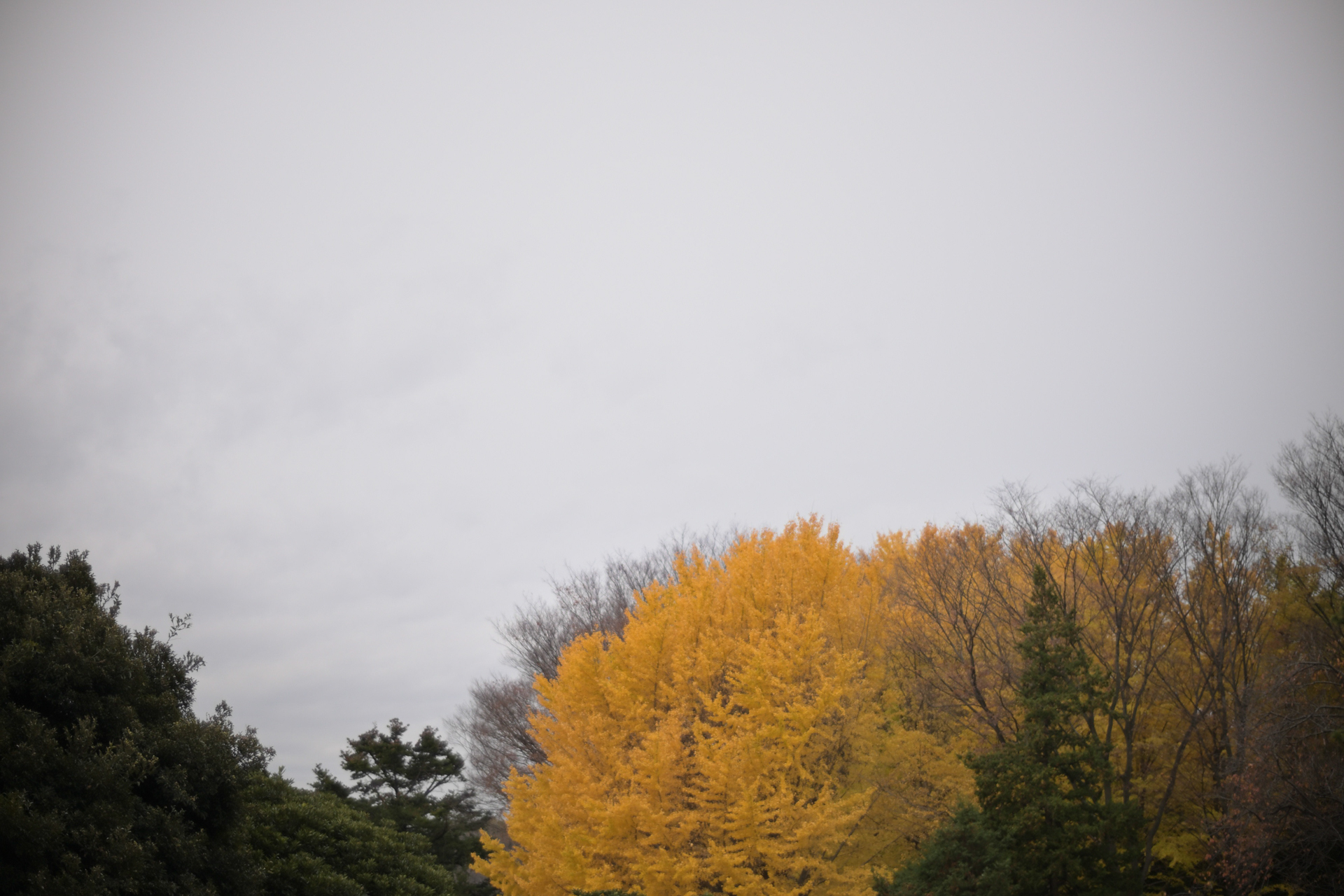 Z f／NOKTON D35mm F1.2／絞り優先AE（F1.2・1/1,250秒・+1EV）／ISO 100／50mm相当（DX）／ピクチャーコントロール：［NL］ニュートラル