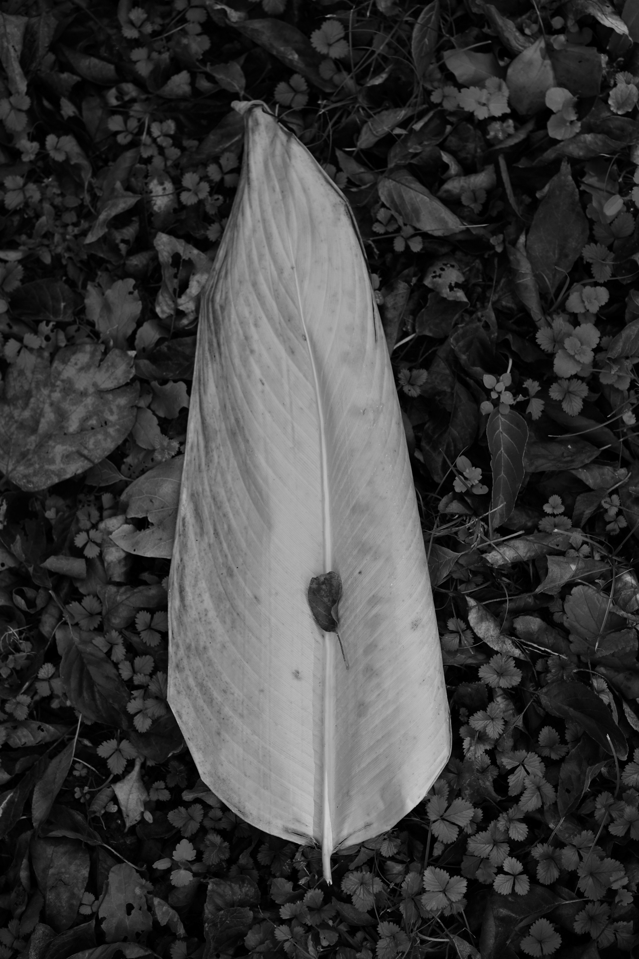 Z f／MACRO APO-ULTRON D35mm F2／絞り優先AE（F4.5・1/80秒・-1EV）／ISO 100／52.5mm相当（DX）／ピクチャーコントロール：［MC］モノクローム＋フィルター効果Green