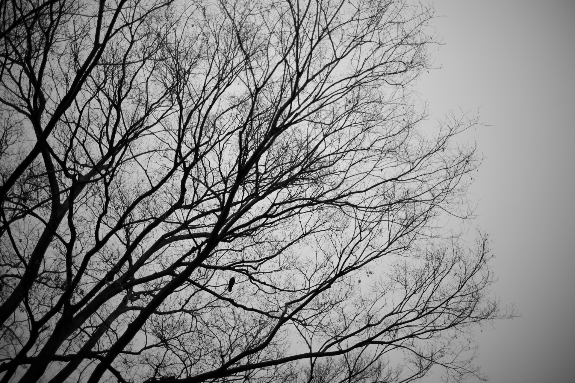 Z fc／NOKTON D23mm F1.2 Aspherical／絞り優先AE（F1.3・1/4,000秒）／ISO 100／35mm相当／ピクチャーコントロール：［FM］フラットモノクローム