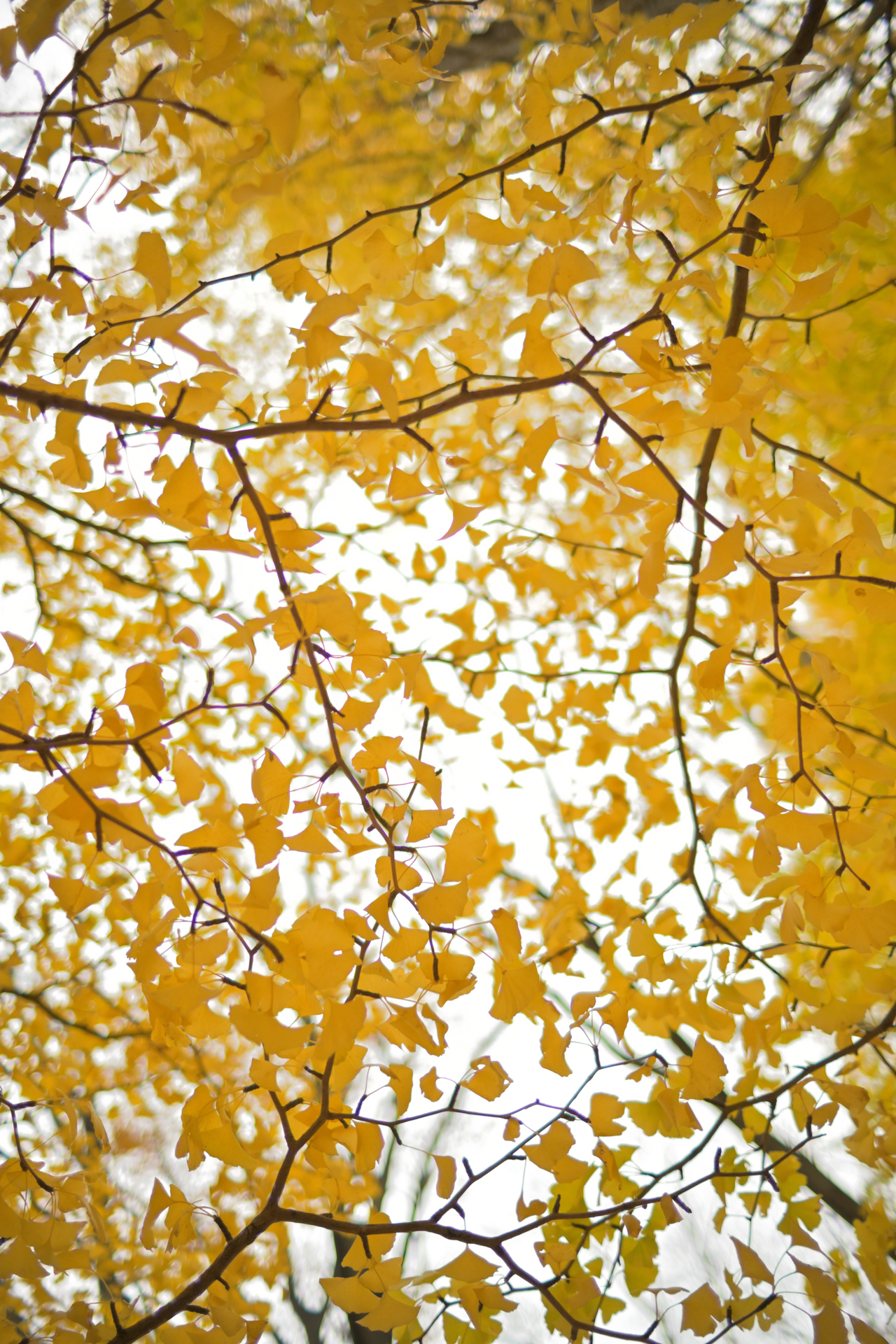 Z fc／NOKTON D23mm F1.2 Aspherical／絞り優先AE（F1.4・1/800秒・+1EV）／ISO 100／35mm相当／ピクチャーコントロール：［NL］ニュートラル