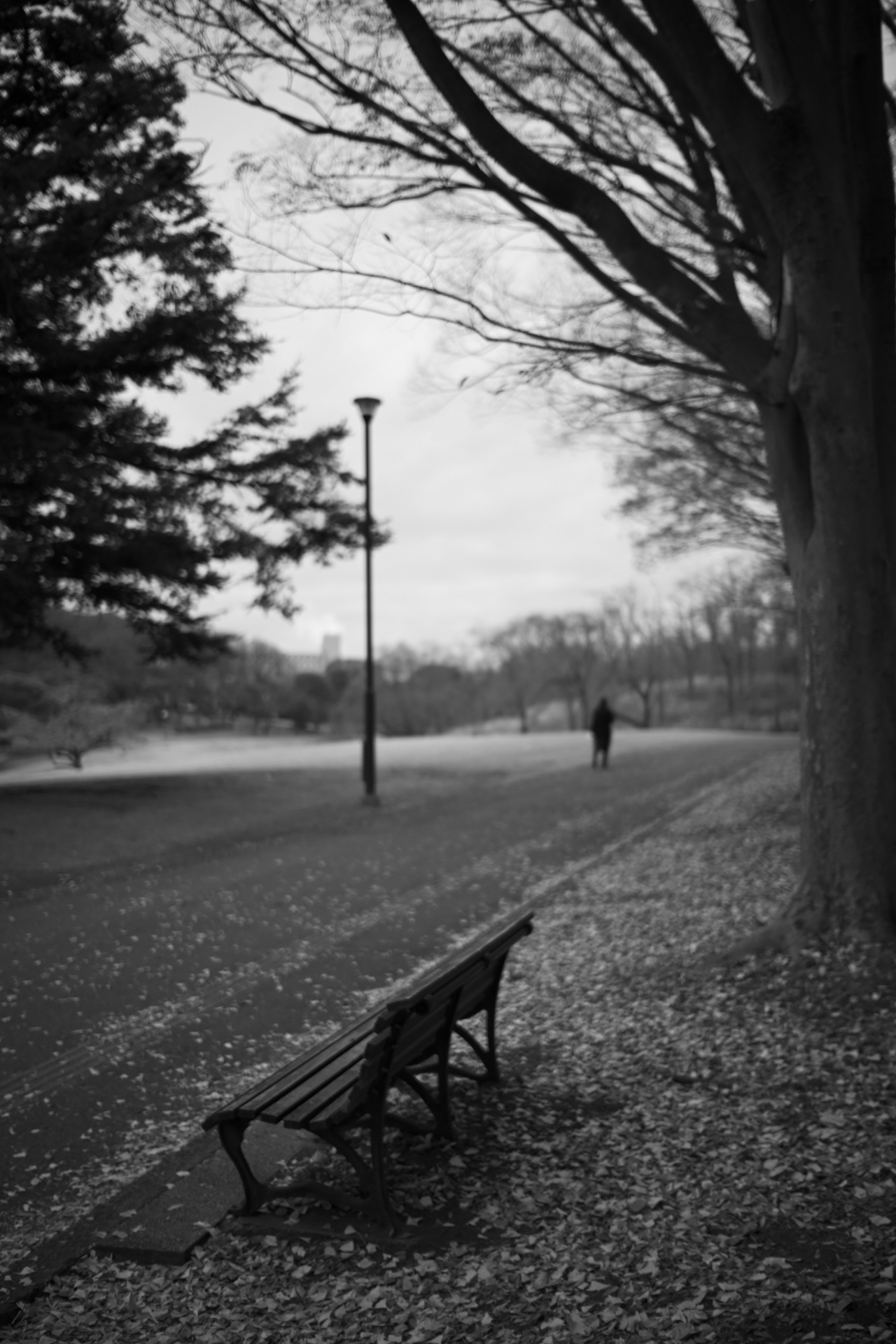 Z fc／NOKTON D23mm F1.2 Aspherical／絞り優先AE（F1.2・1/1,250秒・+0.3EV）／ISO 100／35mm相当／ピクチャーコントロール：［DM］ディープトーンモノクローム＋フィルター効果Green