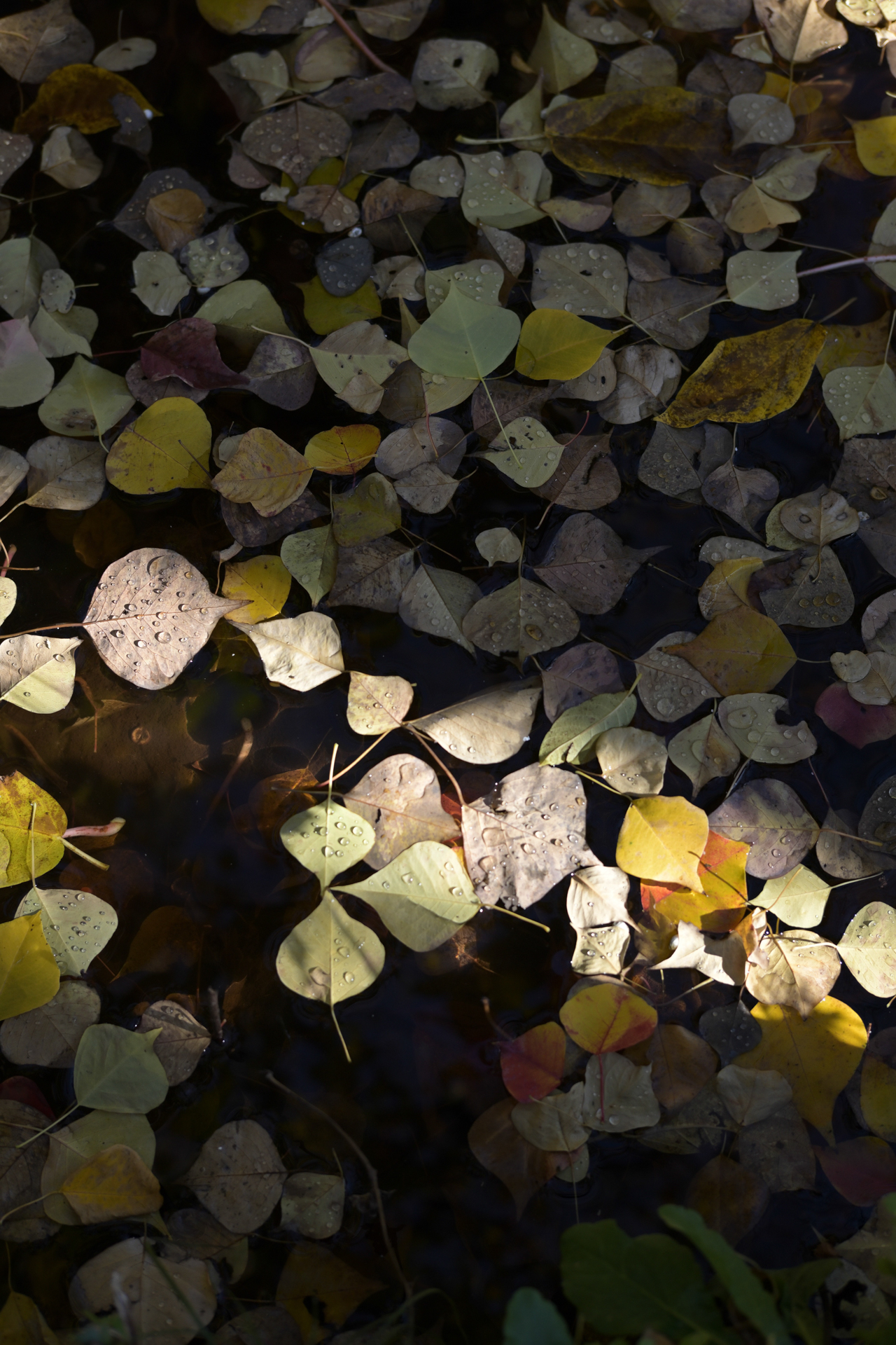 Z fc／NOKTON D35mm F1.2／絞り優先AE（F3.2・1/640秒・-0.7EV）／ISO 100／50mm相当／ピクチャーコントロール：［NL］ニュートラル