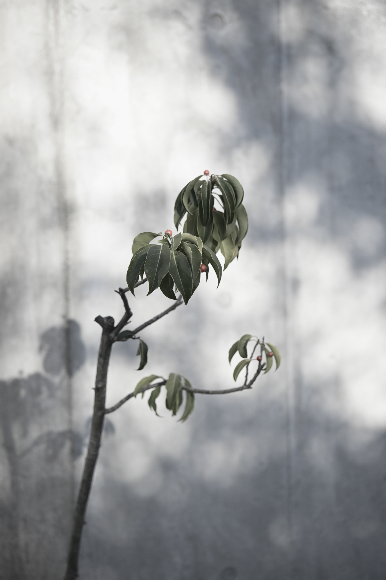 Z fc／MACRO APO-ULTRON D35mm F2／絞り優先AE（F2.8・1/800秒・+1EV）／ISO 100／52.5mm相当／クリエイティブピクチャーコントロール：［CV07］サイレンス