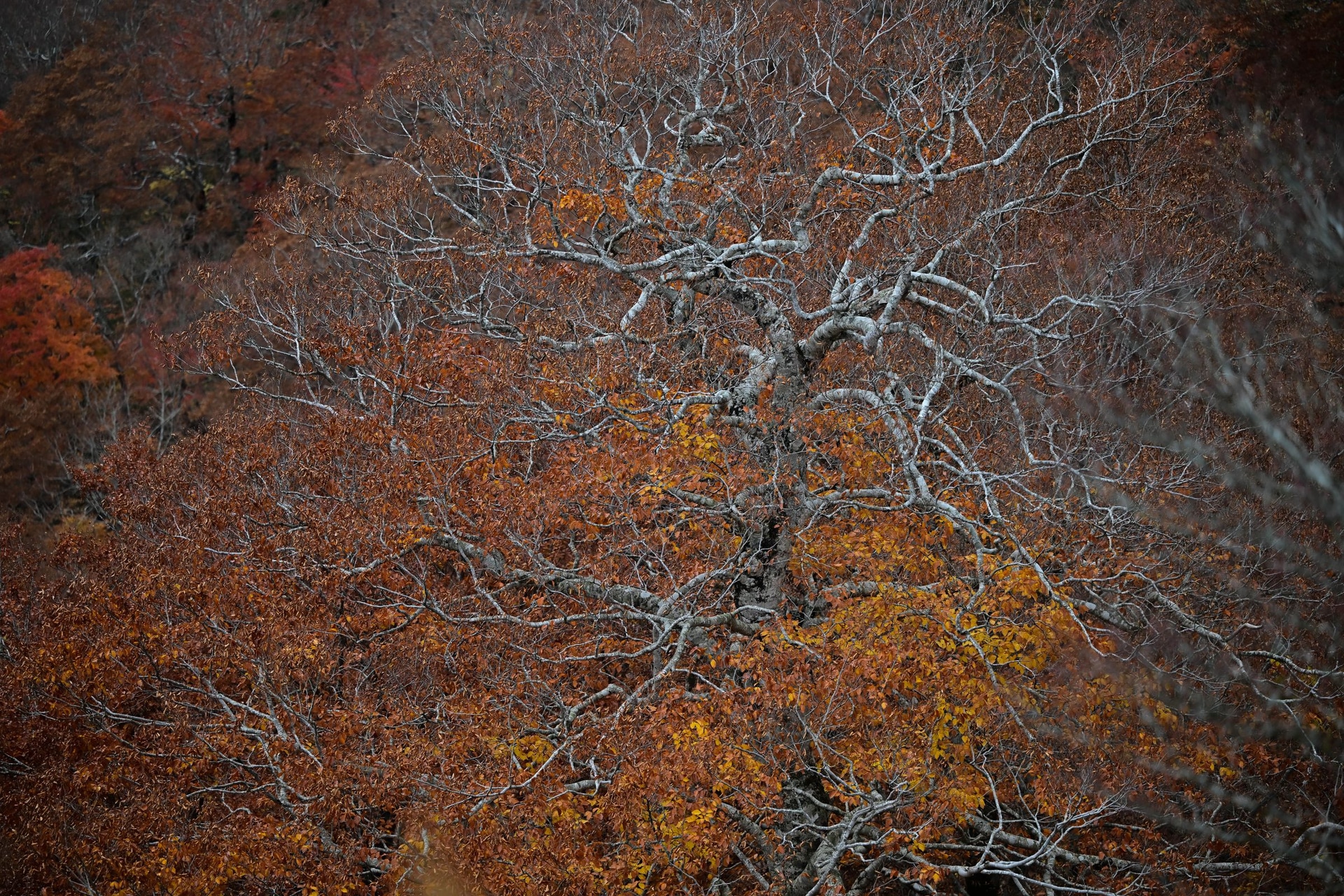 撮影：まほろば1123「大樹」<br><span class="fnt-85">Z 8／NIKKOR Z 70-200mm f/2.8 VR S</span>	https://ganref.jp/m/mahoroba1123/portfolios/photo_detail/5257343