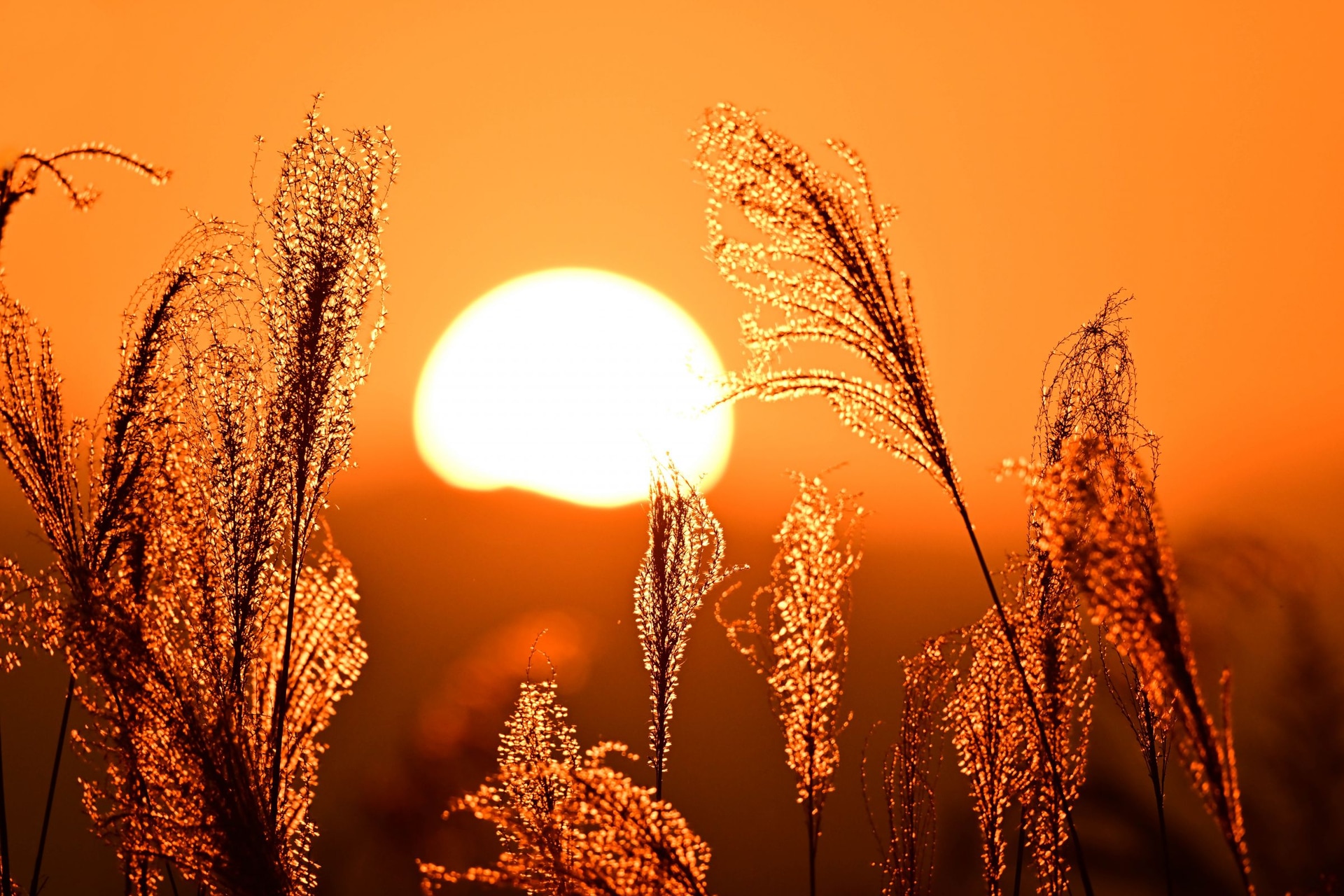 撮影：まほろば1123「サンセット」<br><span class="fnt-85">Z 8／NIKKOR Z 400mm f/2.8 TC VR S</span>	https://ganref.jp/m/mahoroba1123/portfolios/photo_detail/5257295