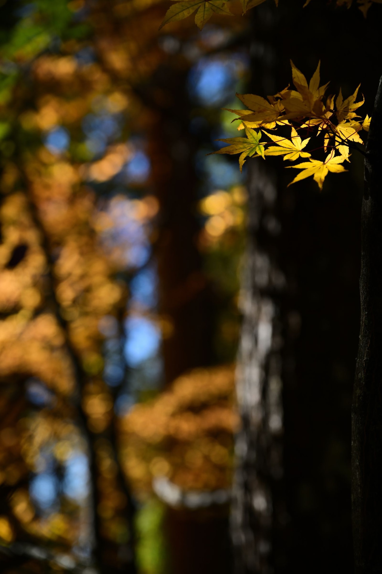 撮影：ブルプロ「静かな秋」<br><span class="fnt-85">Z 8／NIKKOR Z 24-120mm f/4 S</span>	https://ganref.jp/m/brooks_pro/portfolios/photo_detail/5277137