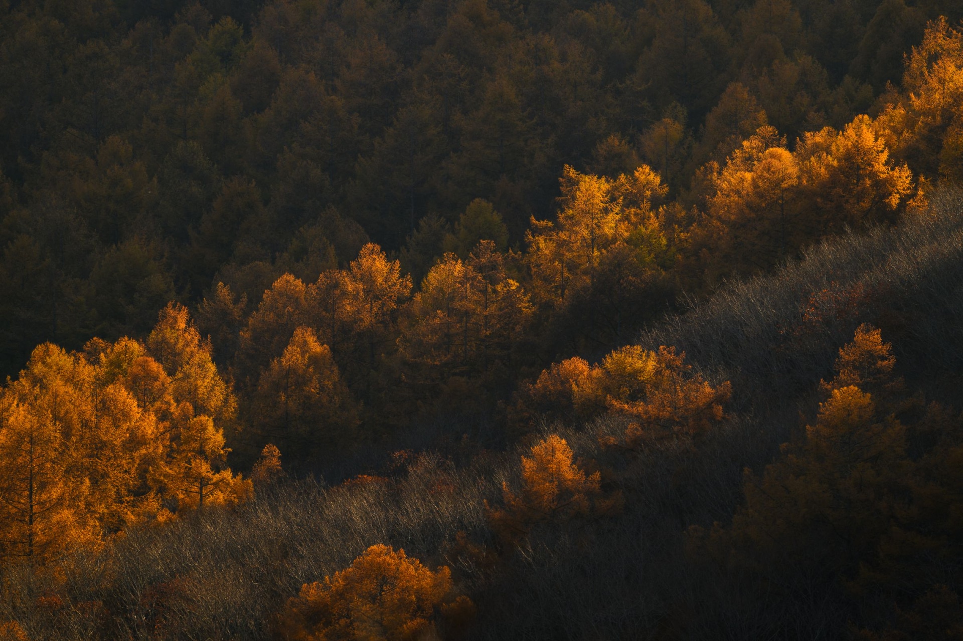 撮影：ゆう「光の誘い」<br><span class="fnt-85">Z 8／NIKKOR Z 400mm f/2.8 TC VR S</span>	https://ganref.jp/m/arajin2000/portfolios/photo_detail/5277363
