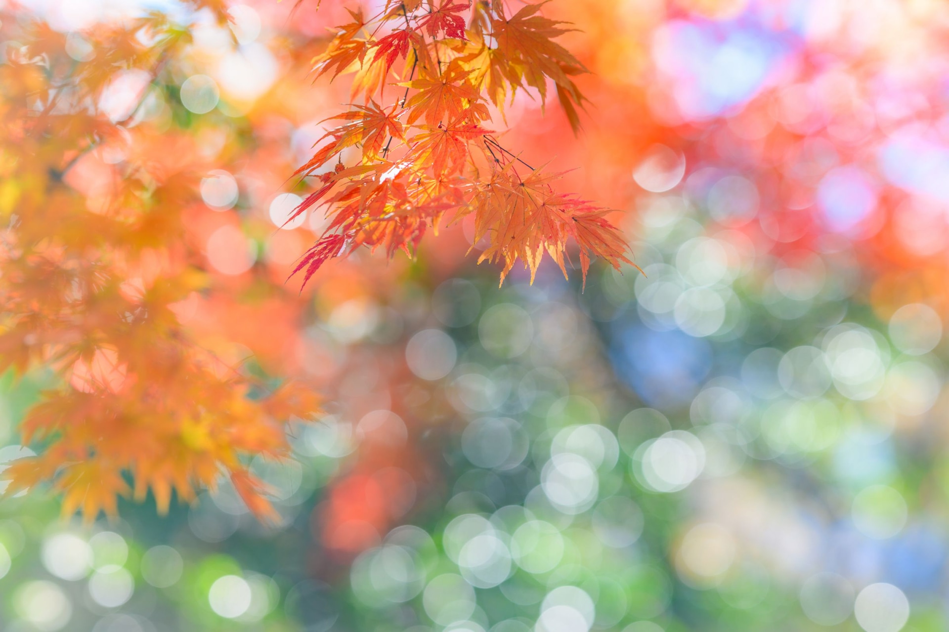 撮影：ゆう「光の万華鏡」<br><span class="fnt-85">Z 8／NIKKOR Z 135mm f/1.8 S Plena</span>	https://ganref.jp/m/arajin2000/portfolios/photo_detail/5277374