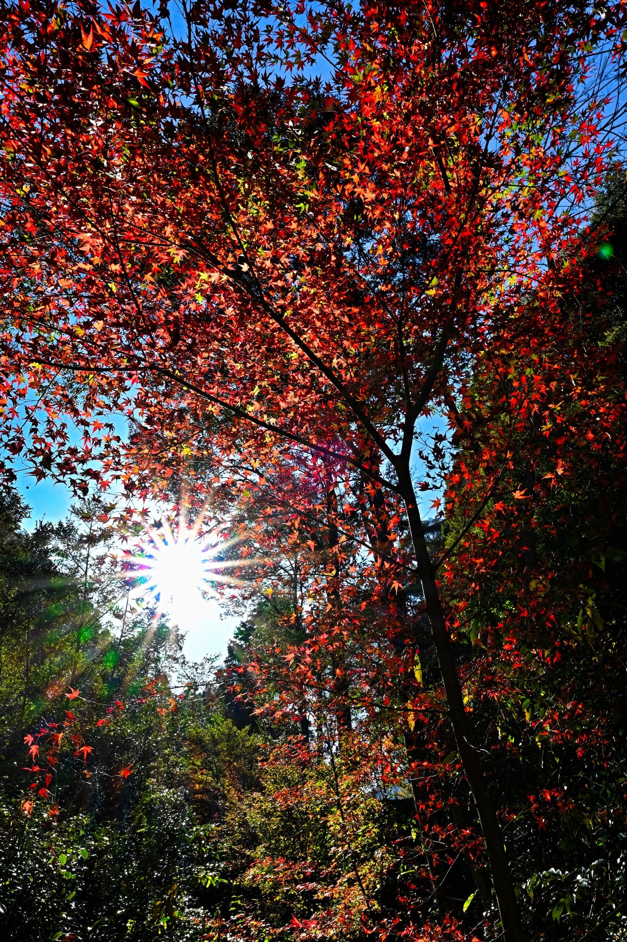 撮影：akame「紅葉と木漏れ日」<br><span class="fnt-85">Z 8／NIKKOR Z 14-24mm f/2.8 S</span>	https://ganref.jp/m/akame-sannan/portfolios/photo_detail/5270165