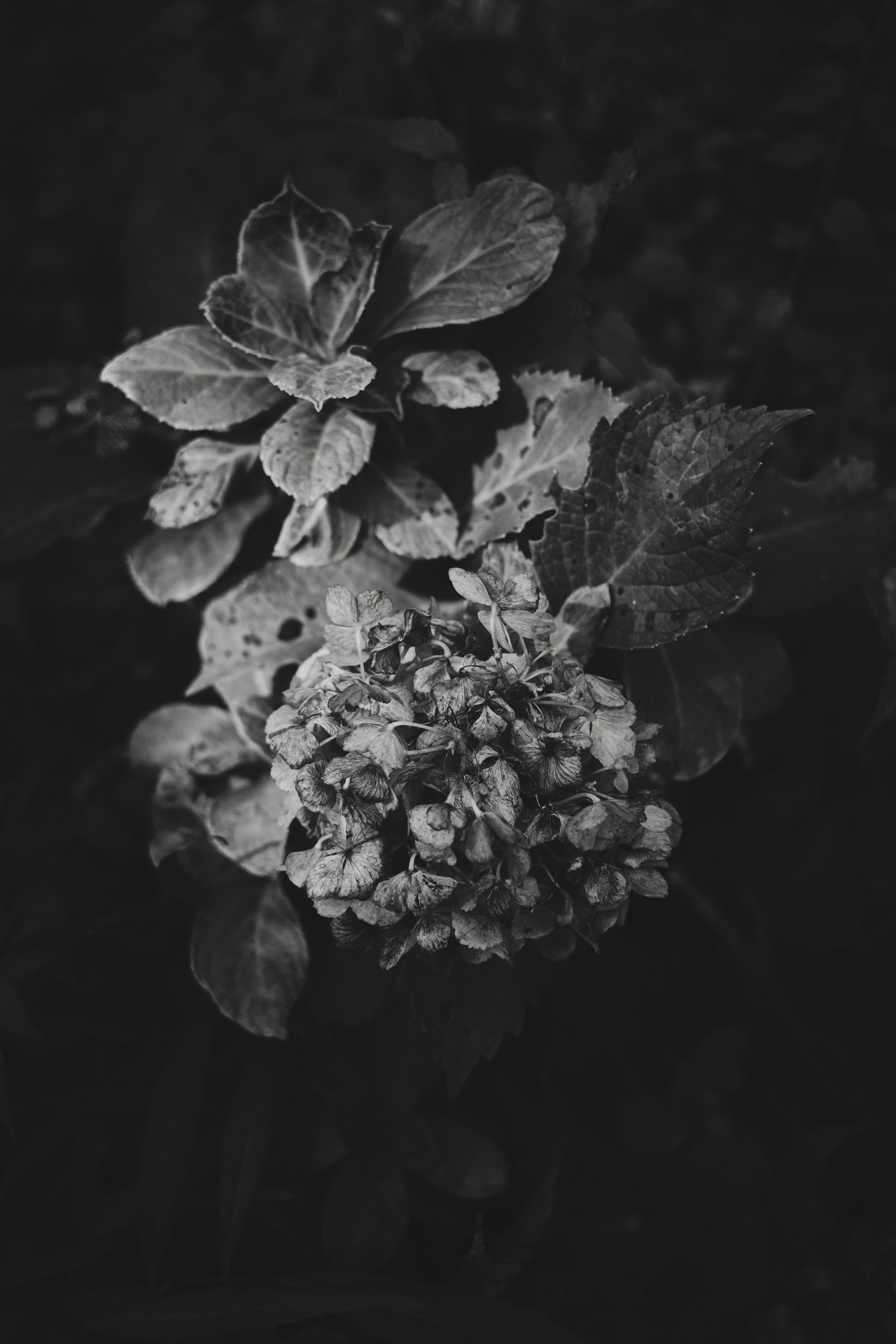 枯れた紫陽花を見かけたのでパチリ。少しシャープでドライな表現にしたかったので1段絞って撮った記憶があります。X-Pro2と組み合わせると撮影が本当に楽しく、ULTRON専用機にしています<br><span class="fnt-85">X-Pro2／Voigtlander ULTRON27mmF2 X-mount／（1/680秒・F2.8）／ISO 400／WB：オート／フィルムシミュレーション：ACROS</span>