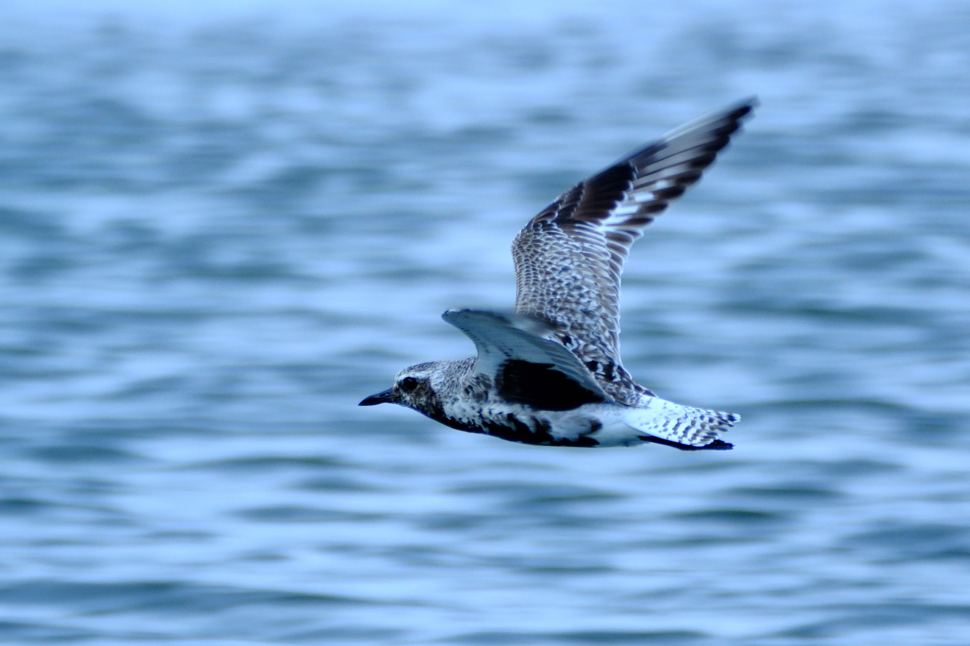 積層型センサーを搭載したX-H2Sの優れた連写性能やAF性能は、これまでジャンル違いと諦めていた写真への挑戦心を掻き立ててくれました。買い換えに一片の悔いなし！（本当は少しあり）<br>富士フイルムX-H2S／XF70-300mmF4-5.6 R LM OIS WR（XF1.4X TC WR使用）／420mm（630mm相当）／シャッター速度優先AE（1/500秒・F8.0・－0.3EV）／ISO 400