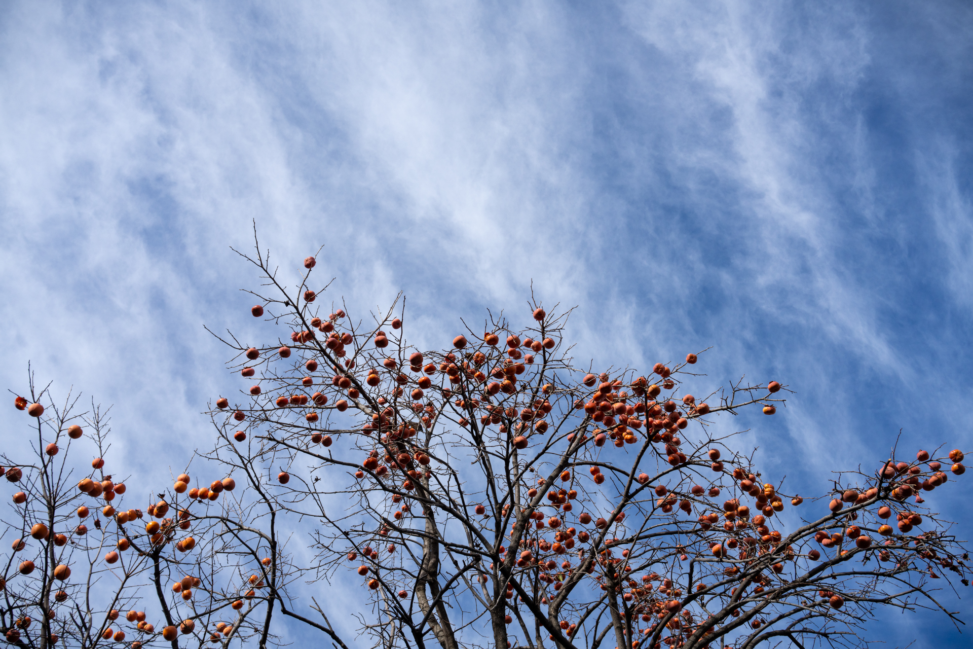 拡大して、枝にある柿の数を数えたくなるような。それくらい緻密で均質性の高い描写であります<br>α7CR／Sonnar T* FE 35mm F2.8 ZA／絞り優先AE（F8・1/2,000秒・±0EV）／ISO 400