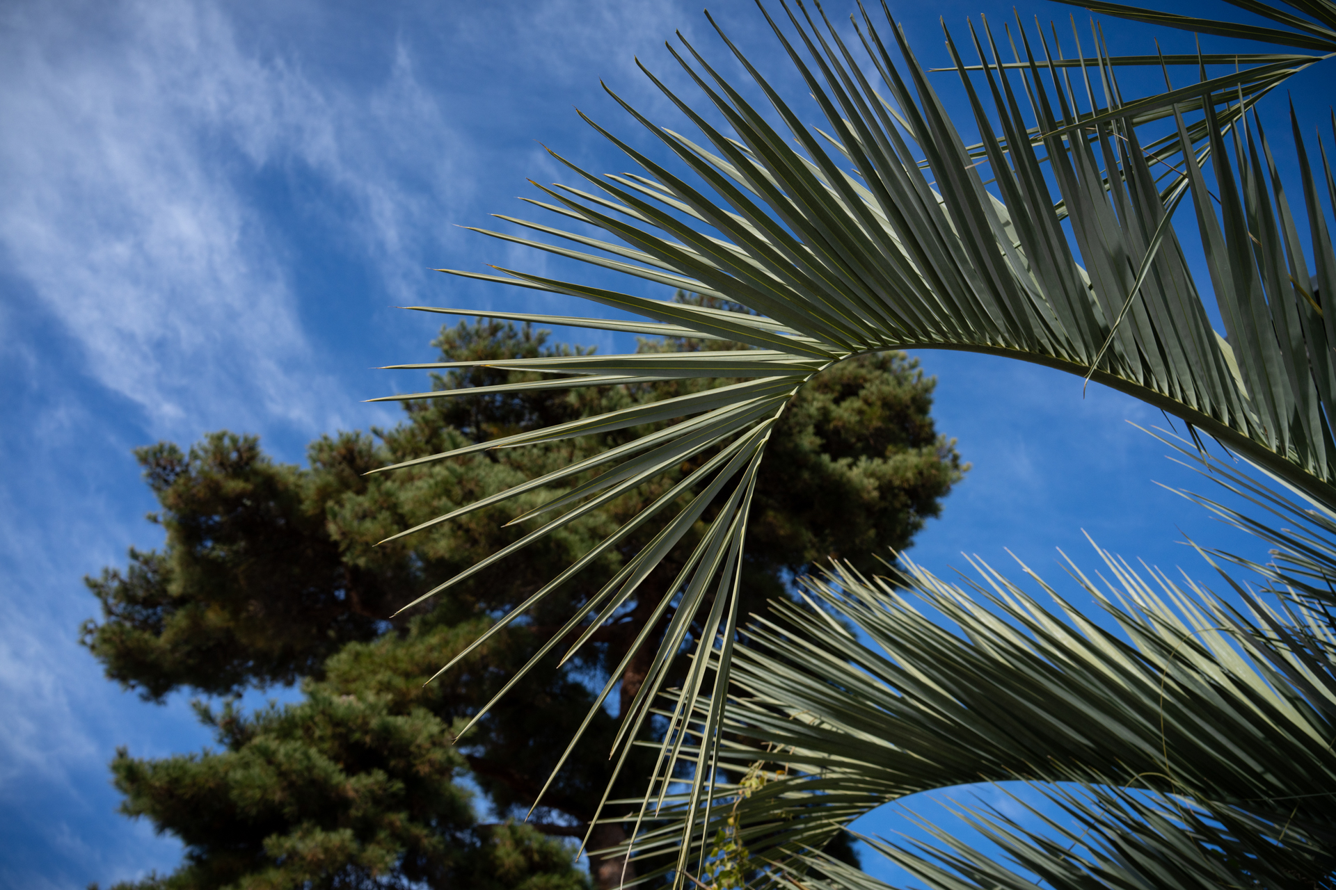 個人的に本機の再現でいいなと思ったのは植物の再現性でしょうか。鉄やコンクリートだと、より硬質に感じるからでしょうか<br>α7CR／Sonnar T* FE 35mm F2.8 ZA／絞り優先AE（F8・1/1,250秒・-1.3EV）／ISO 400