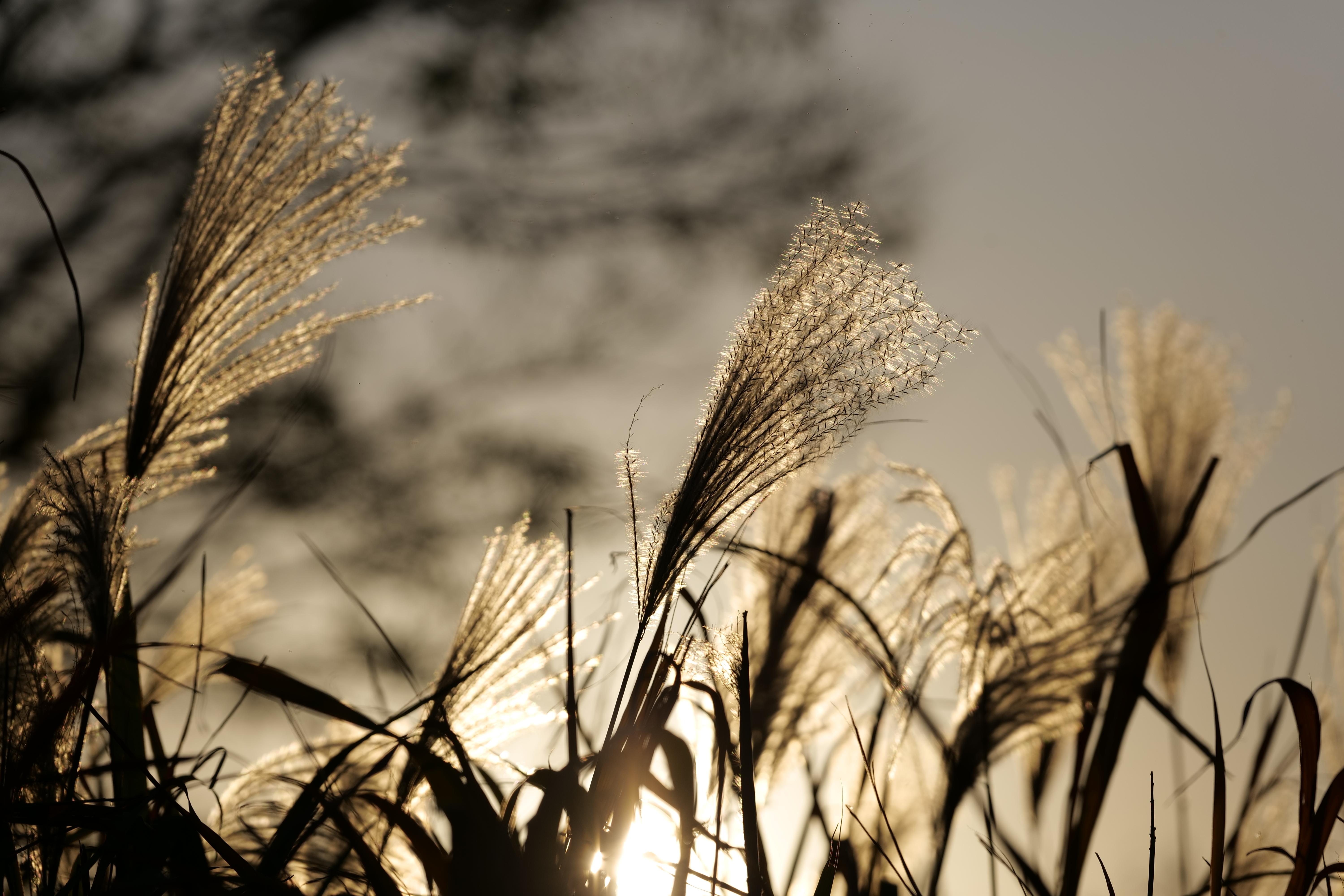 LUMIX S5／SIGMA 70-200mm F2.8 DG DN OS｜Sports／152mm／絞り優先AE（1/8,000秒、F4.0、±0.0EV）／ISO 100