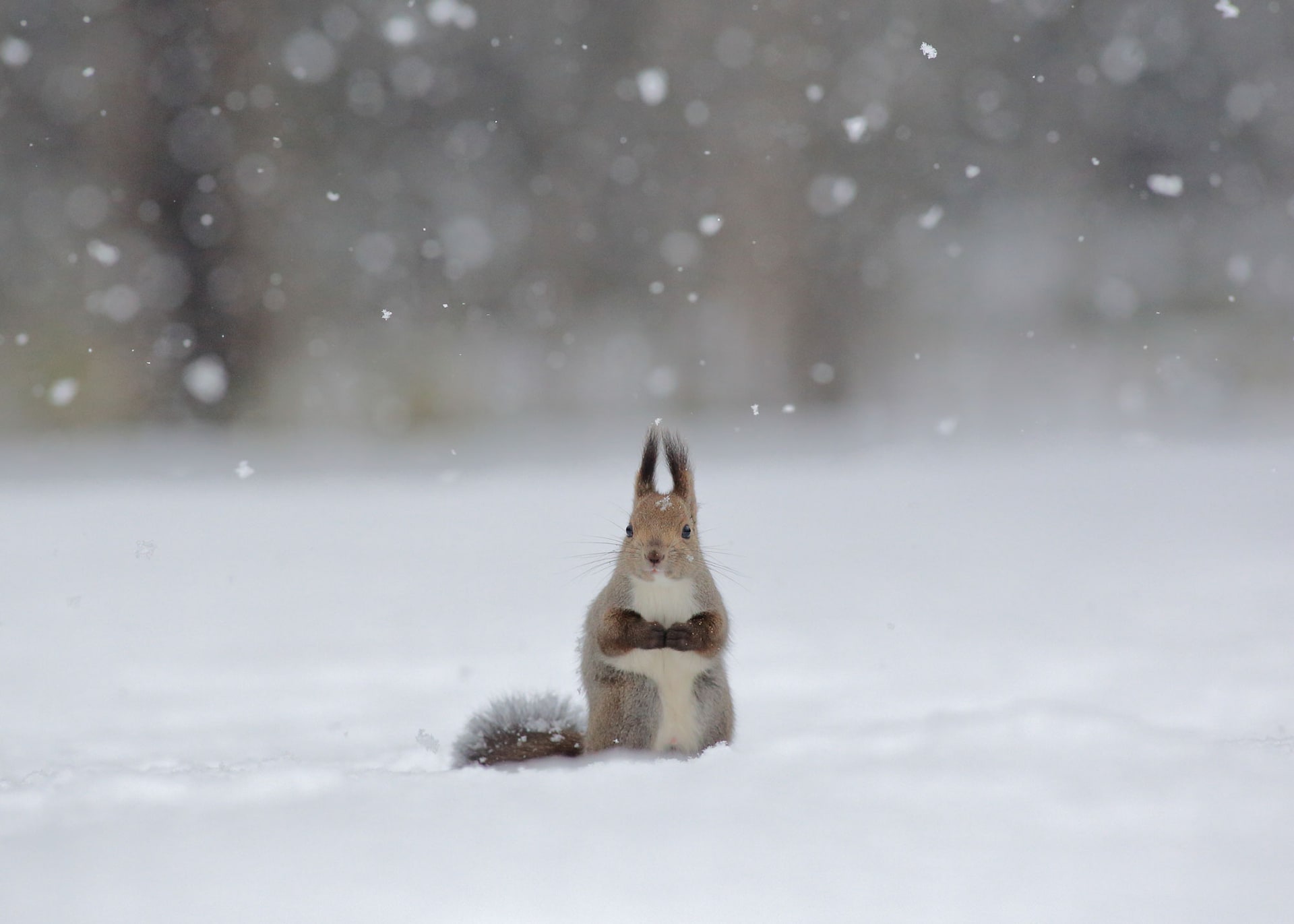 EOS 5D Mark III／EF300mm F2.8L USM／300mm／絞り優先AE（1/2,500秒・F5・+2/3EV）／ISO 2500／WB：オート	https://ganref.jp/m/sumipoko/portfolios/photo_detail/5042145