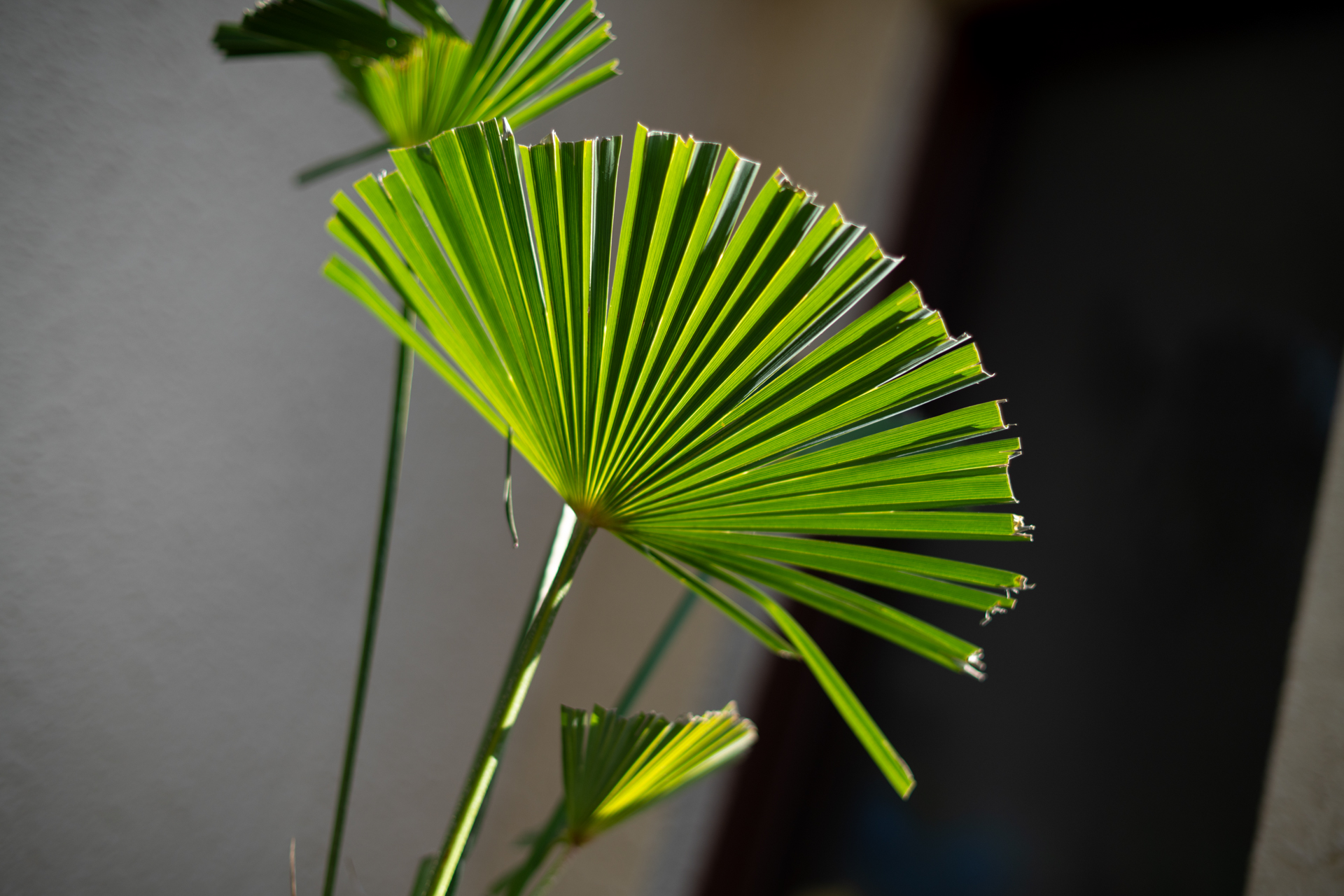 球面収差のにじみを生かす使い方もあるわけですが、筆者は若干収差が残っているな、くらいの絞りで設定することが多いですね。フォーカスの芯が欲しいからです<br>α7CR／50mm F1.4／絞り優先AE（F1.8・1/1,600秒・-0.7EV）／ISO 100