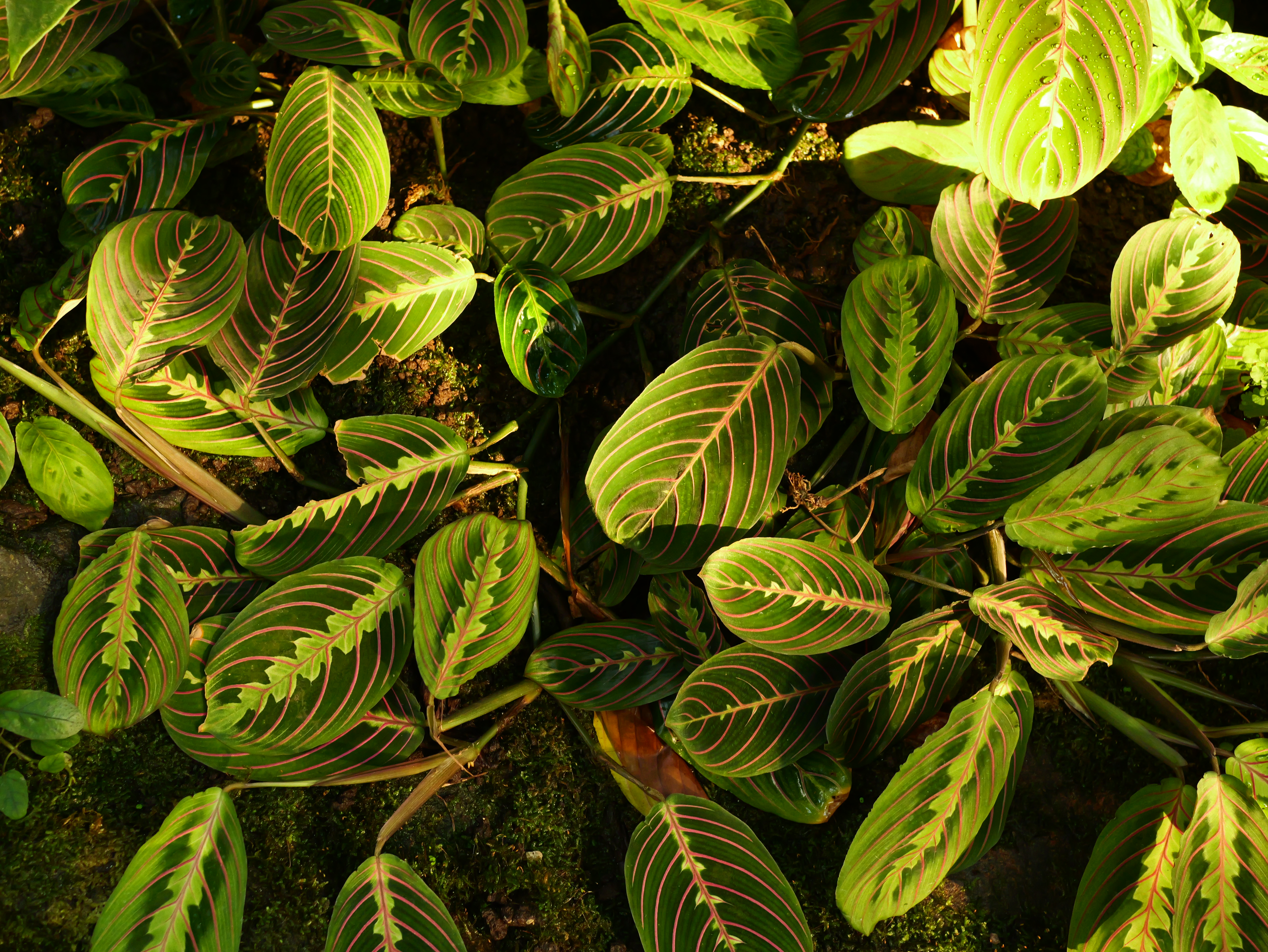 LUMIX G9PROII／LUMIX G 20mm / F1.7 II ASPH.／絞り優先AE（1/60秒、F4.0、−0.7EV）／ISO 1600