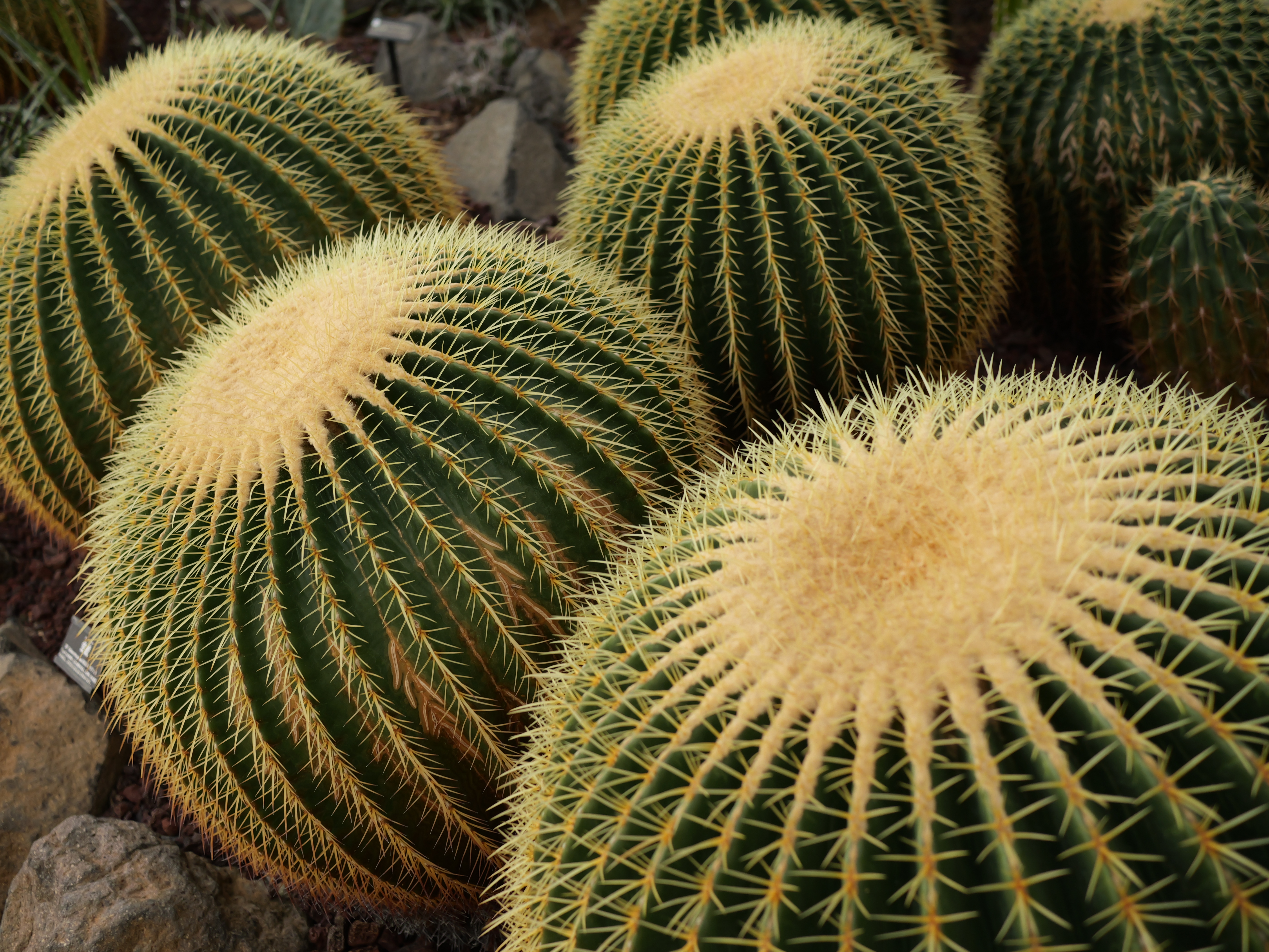 LUMIX G9PROII／LUMIX G 20mm / F1.7 II ASPH.／絞り優先AE（1/60秒、F2.8、−0.3EV）／ISO 200