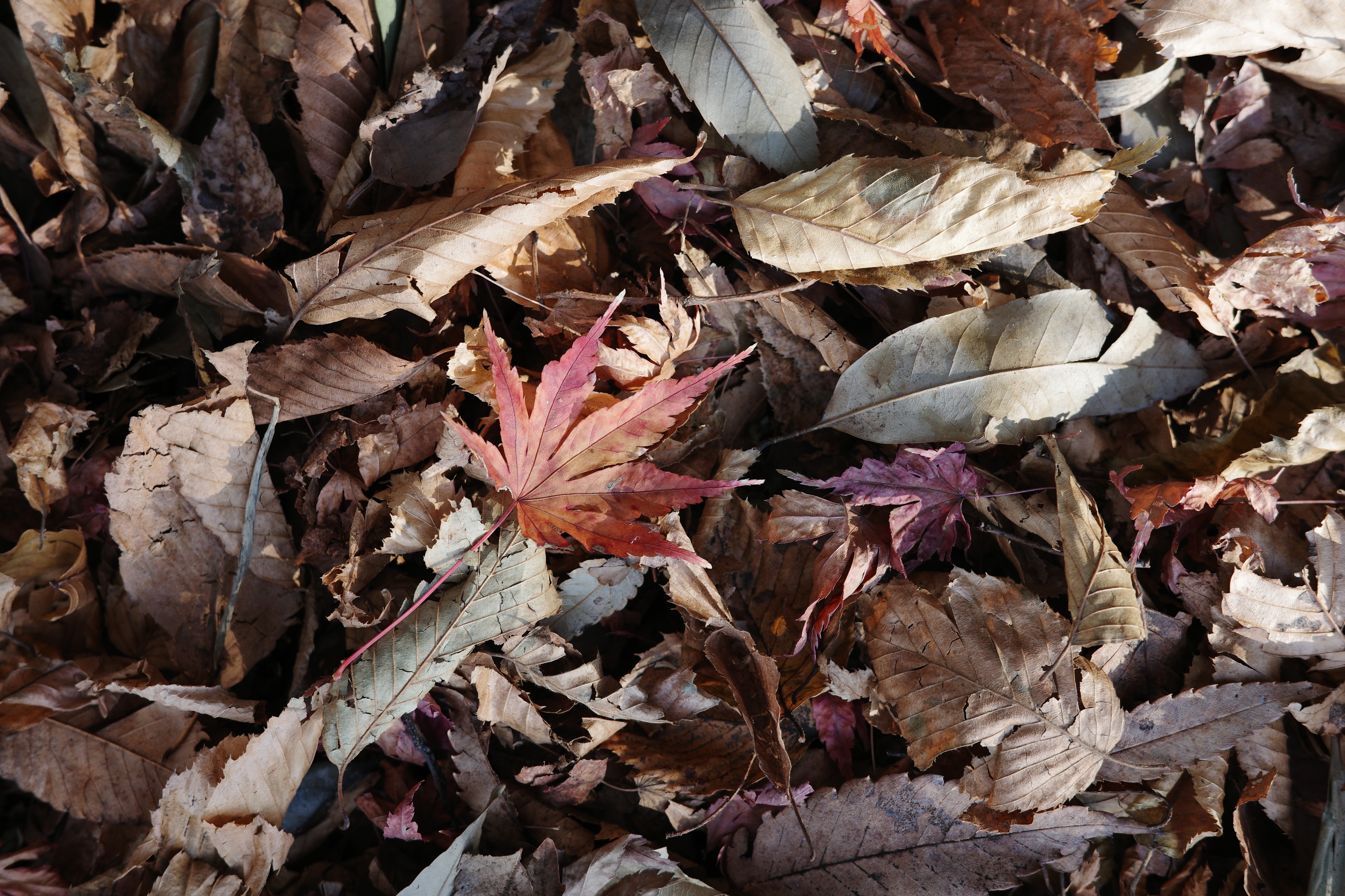 GR IIIx／絞り優先AE（1/50秒、F4.0、−0.3EV）／ISO 200