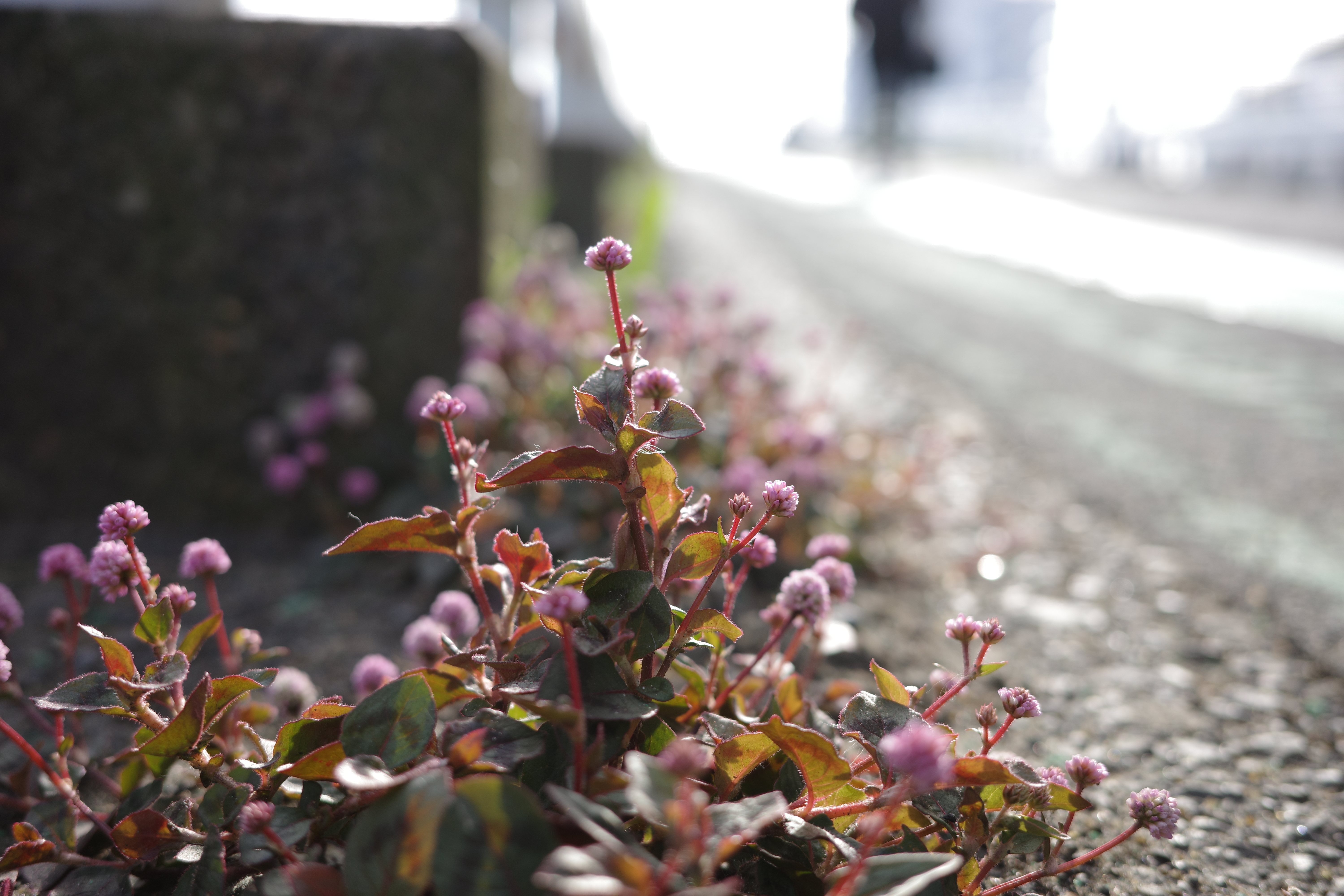 GR IIIx／絞り優先AE（1/400秒、F2.8、−0.3EV）／ISO 100