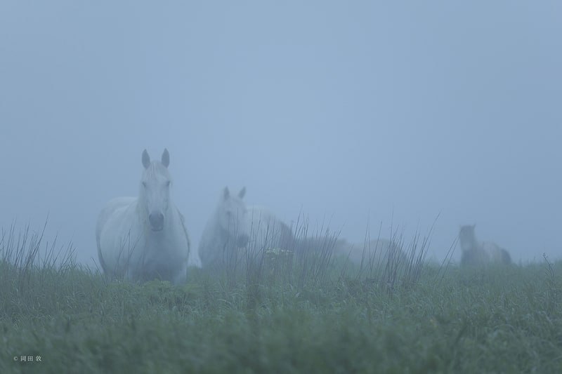 岡田敦「エピタフ　幻の島、ユルリの光跡」