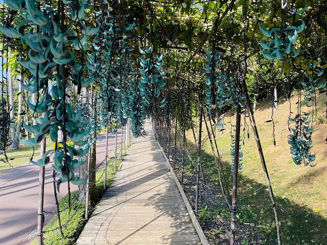 撮影日：2024年1月8日