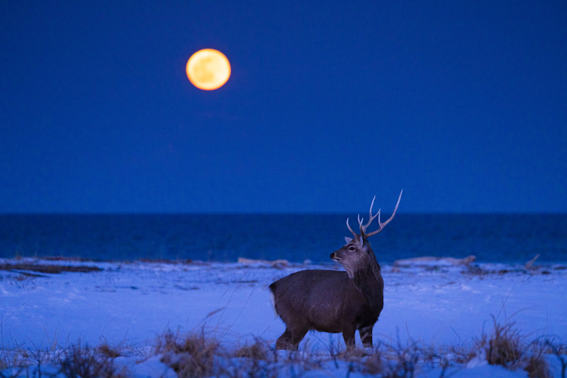 満月とエゾシカ。超望遠レンズの効果で月を大きく表現している。こうした撮影は長期戦。三脚に固定することで手ブレの心配もなく、無駄な労力を使わないので、決定的瞬間を逃さない<br><span class="fnt-85">キヤノン EOS R5／RF100-500mm F4.5-7.1 L IS USM／300mm／マニュアル露出（F5.6、1/20秒）／ISO 2500／WB：5,300K</span>