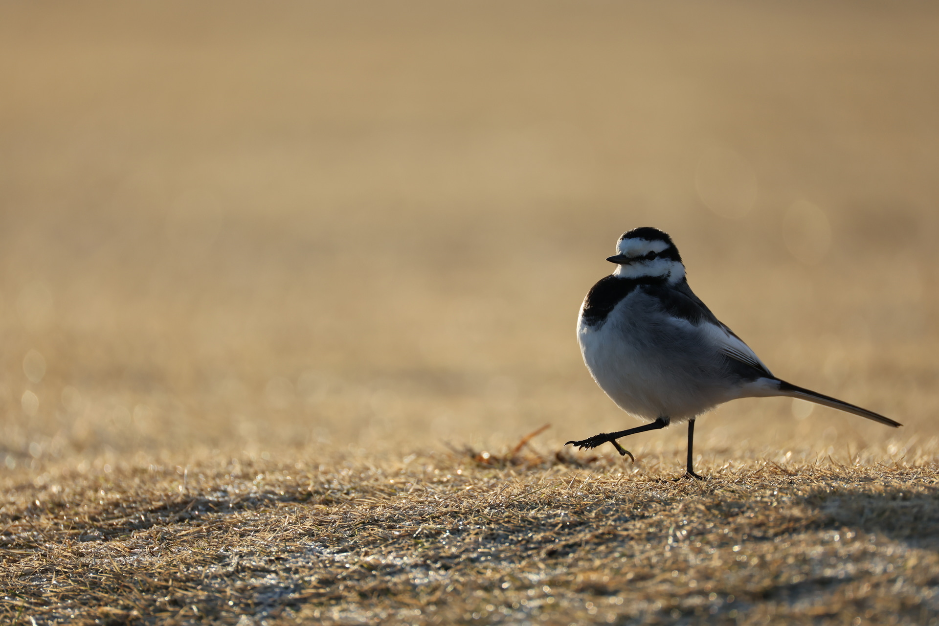 EOS R3／RF200-800mm F6.3-9 IS USM／800mm／マニュアル露出（1/1,000秒、F9）／ISO 800
