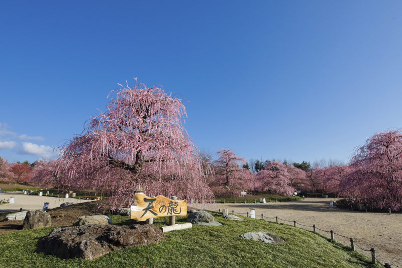 写真家 中西学氏と行く、撮影講座付き「鈴鹿の森庭園 梅撮影ツアー