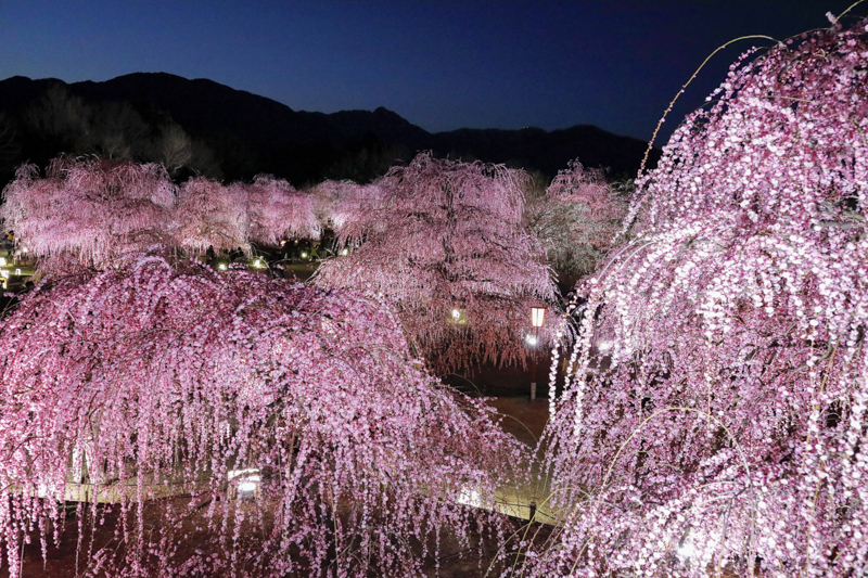 写真家 中西学氏と行く、撮影講座付き「鈴鹿の森庭園 梅撮影ツアー