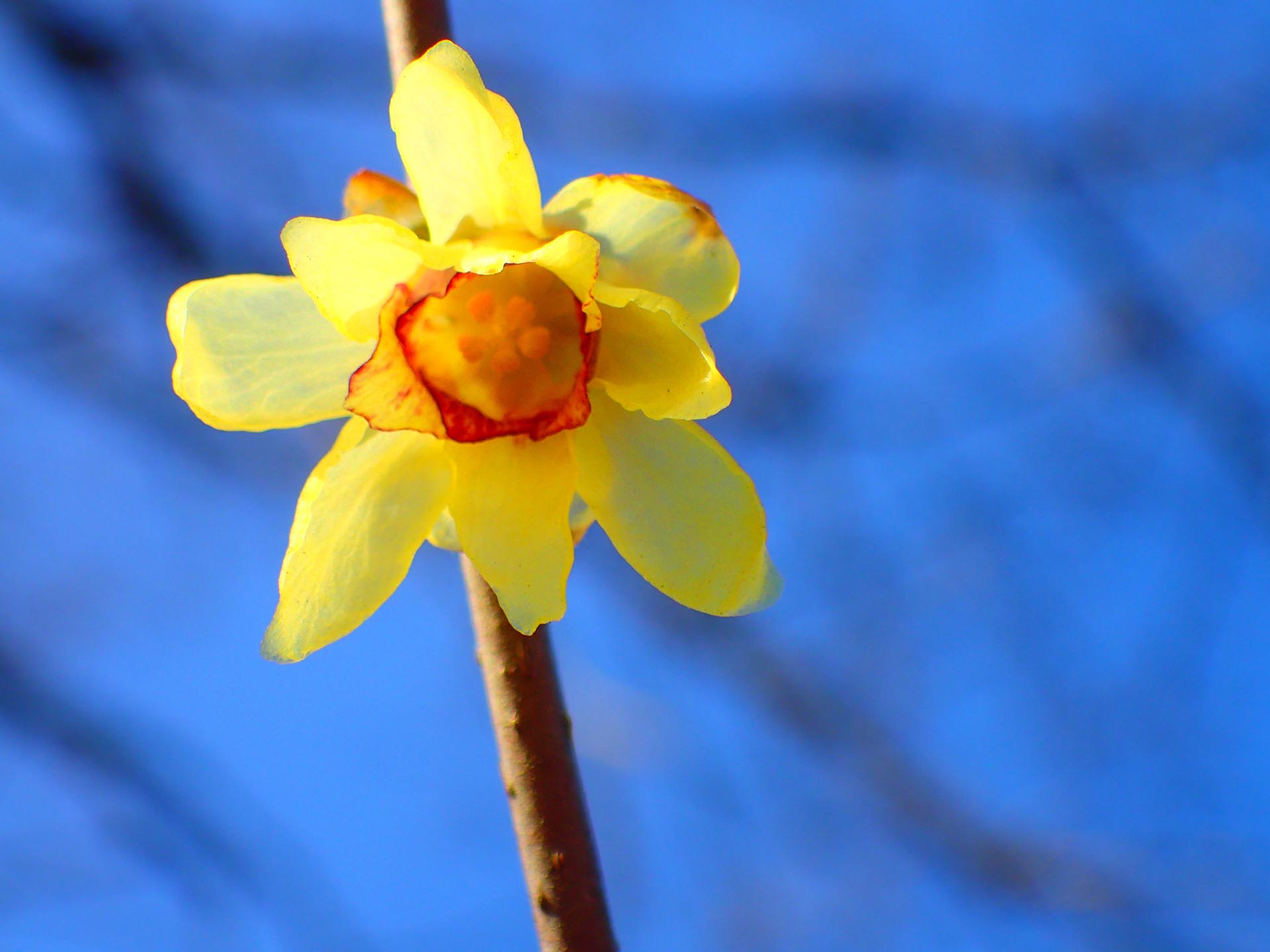 福禄寿（宝登のかがやき）　イメージ