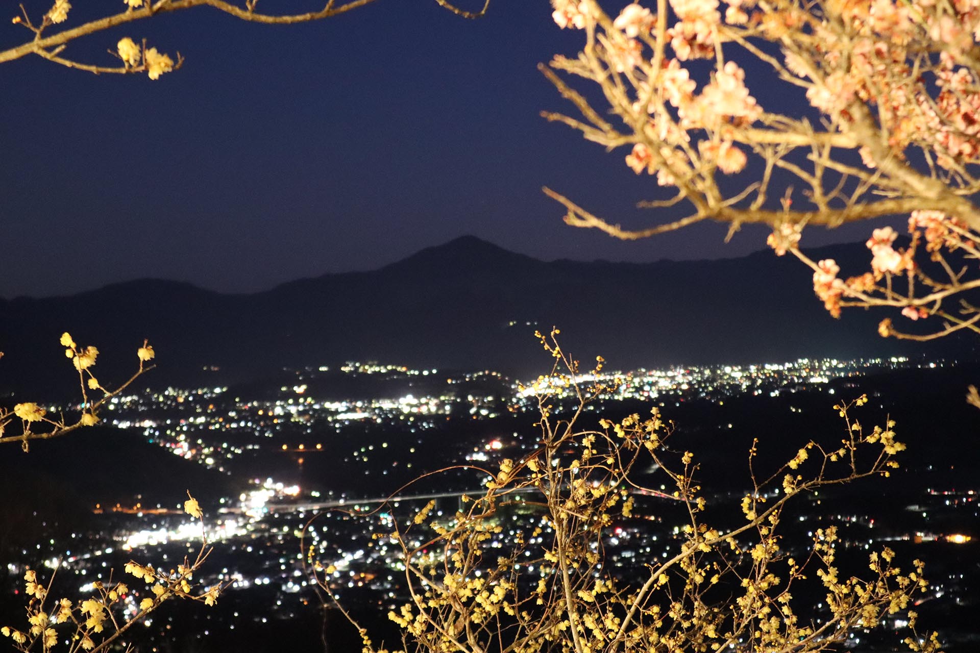 長瀞宝登山臘梅ライトアップ　イメージ